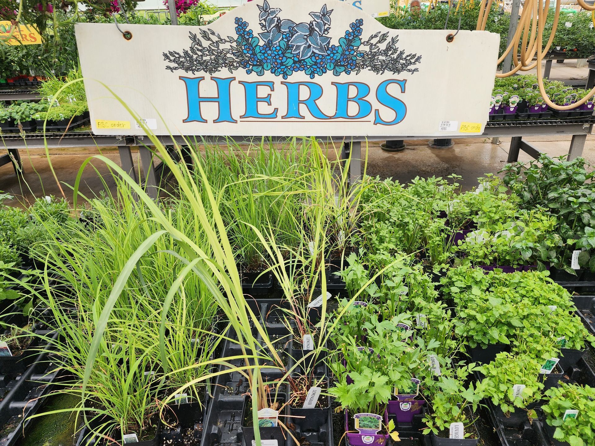 Herbs sign above potted green herbs in a garden center display