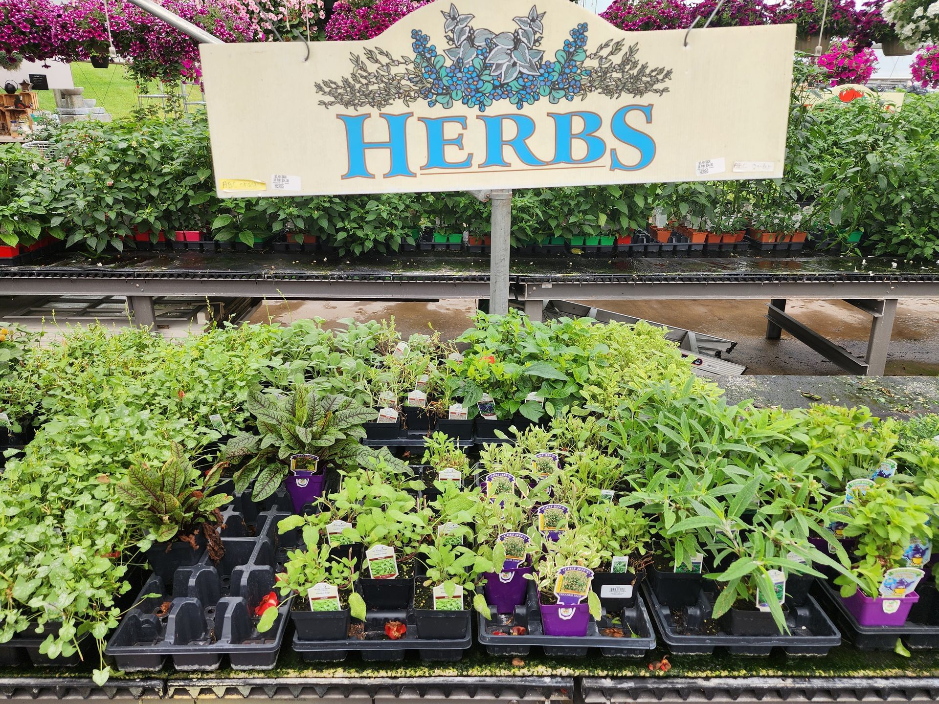 Herb seedlings in trays under a sign reading “HERBS” at a garden center