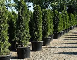 Rows of tall evergreen shrubs in black pots along a gravel nursery path