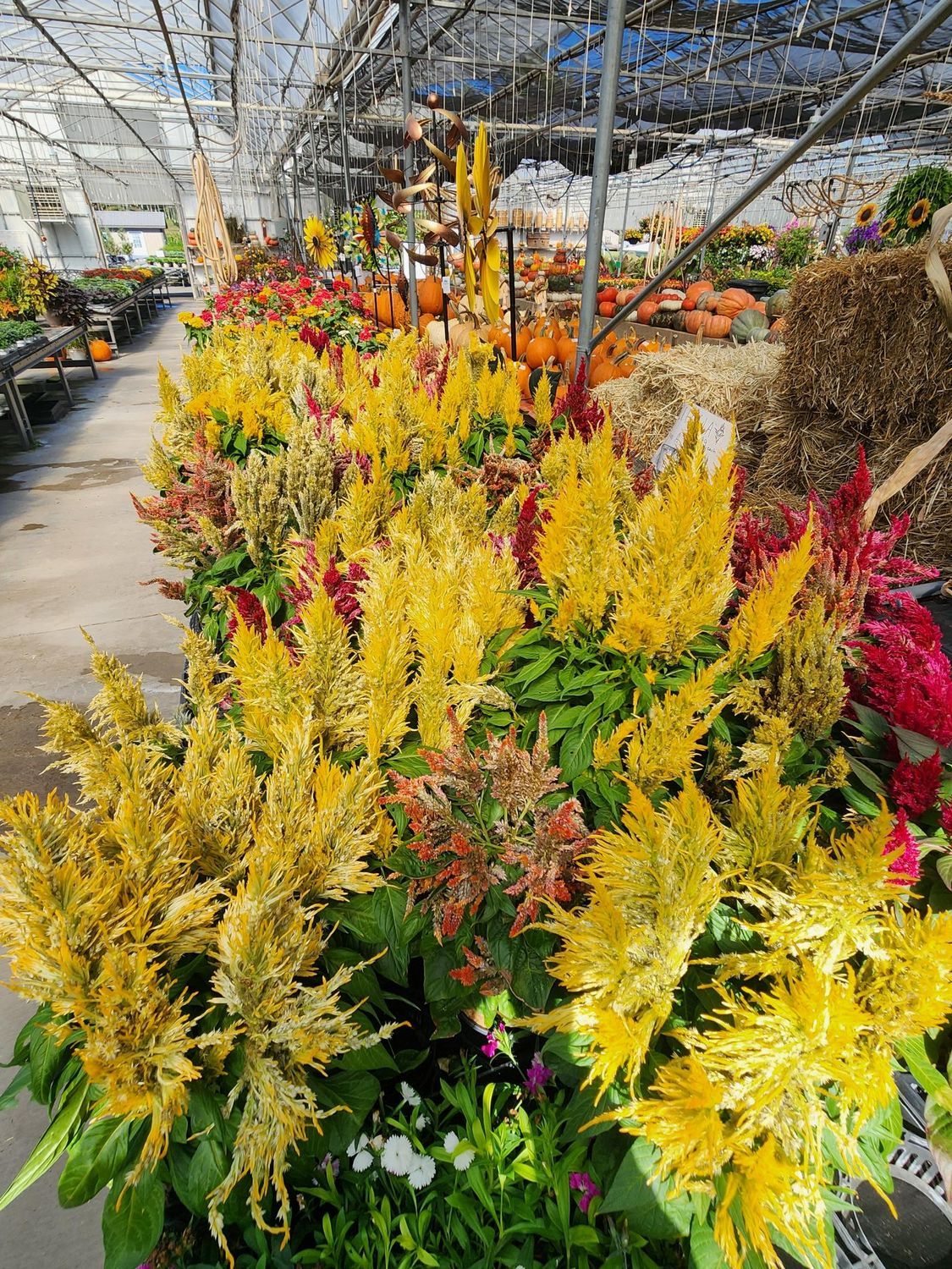 Yellow and red flowering plants in a greenhouse plant nursery aisle