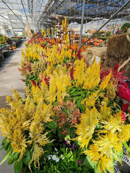 Yellow and red flowering plants in a greenhouse plant nursery aisle