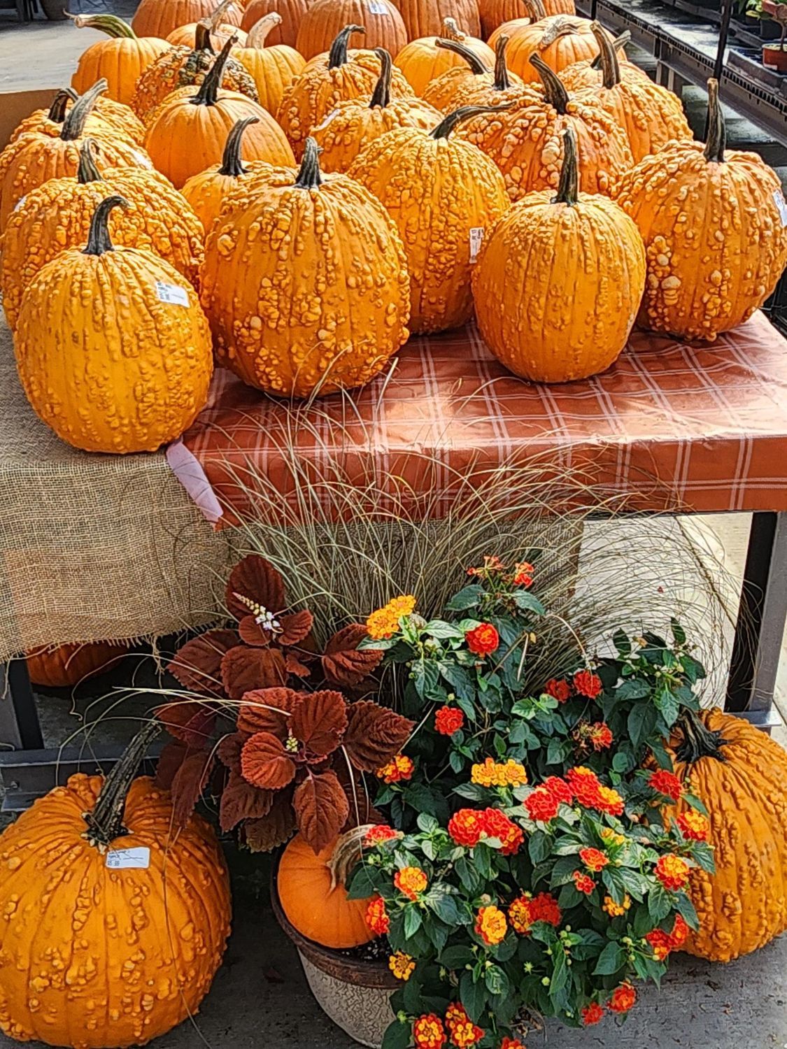 Orange pumpkins arranged on a table and around potted mums with red and yellow flowers