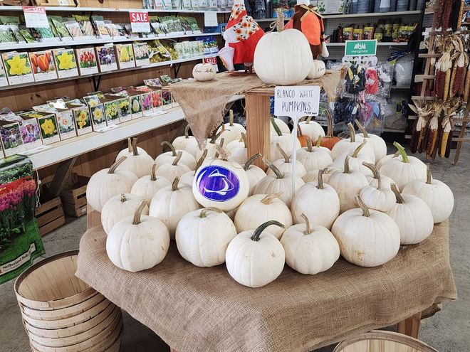 Display of white pumpkins on burlap-covered table in a store, with autumn decor and flowers behind