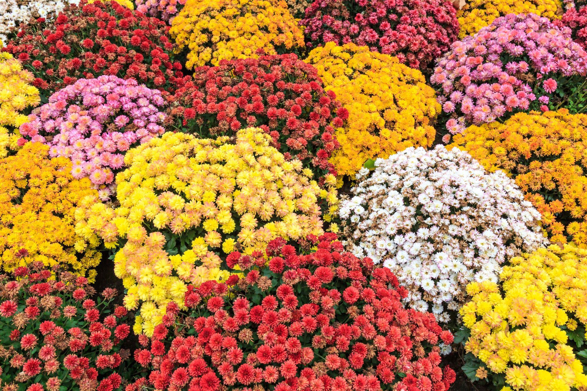 Colorful clusters of blooming flowers in red, pink, yellow, and white