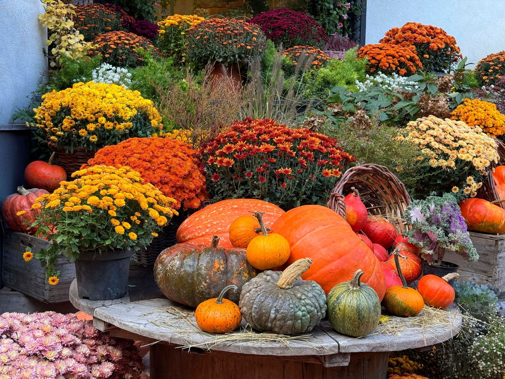 Autumn display of pumpkins and colorful potted chrysanthemums on a stone table in a garden