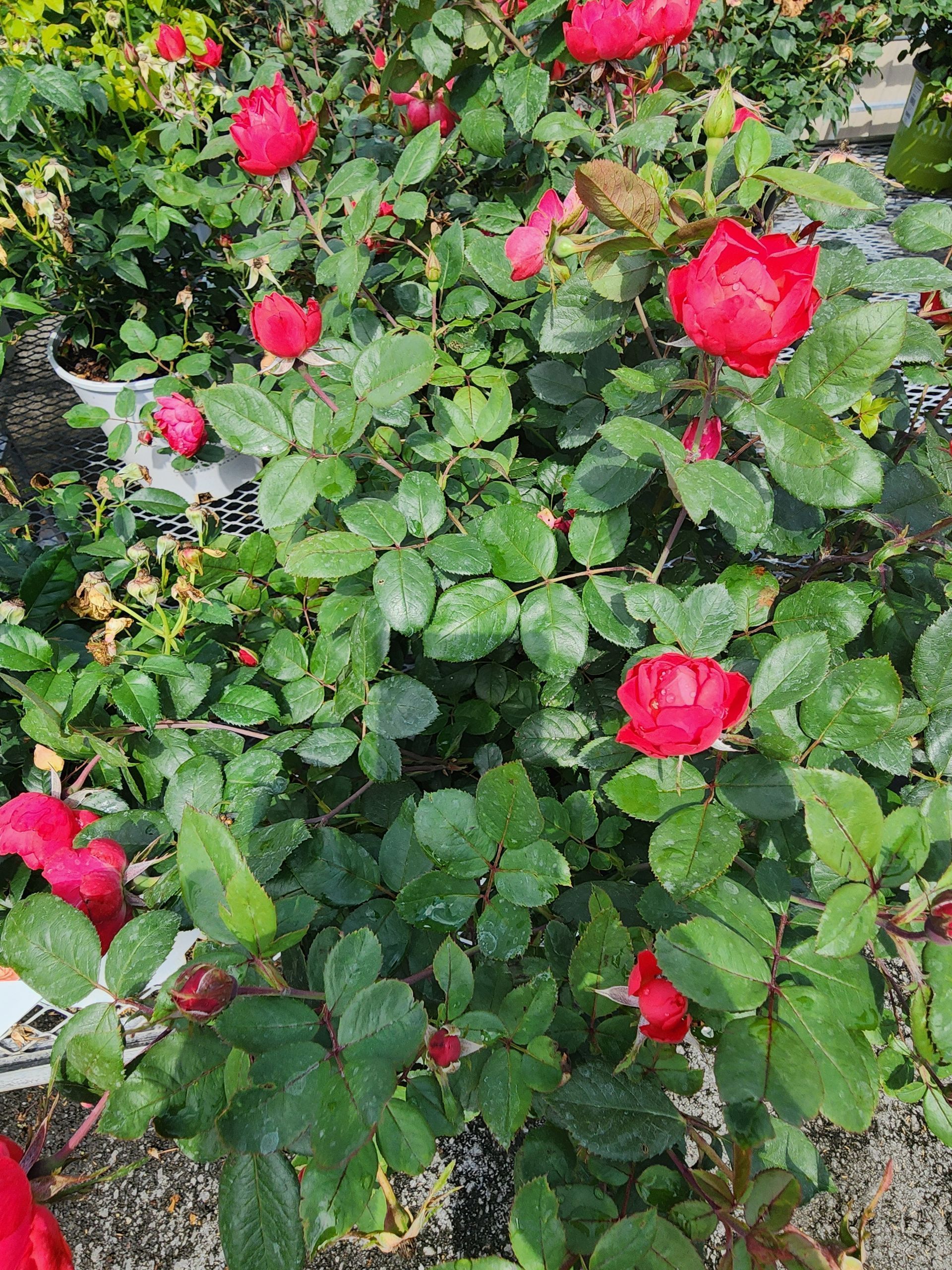 Red roses blooming on a green rose bush in a garden