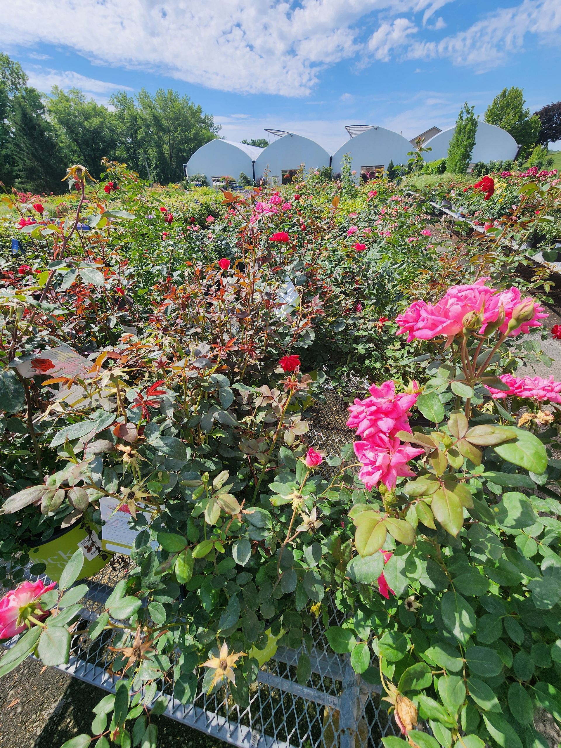 Bright rose garden with pink and red flowers under a blue sky, with white umbrellas in the background