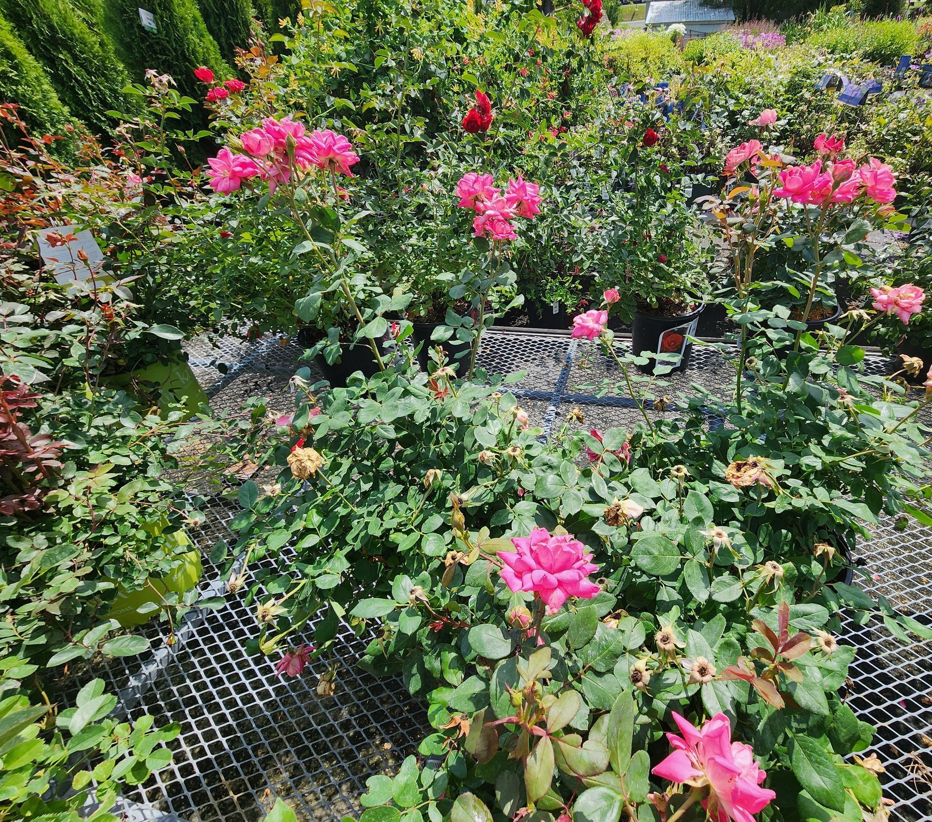 Pink flowers blooming in a lush garden with green foliage and mesh ground cover