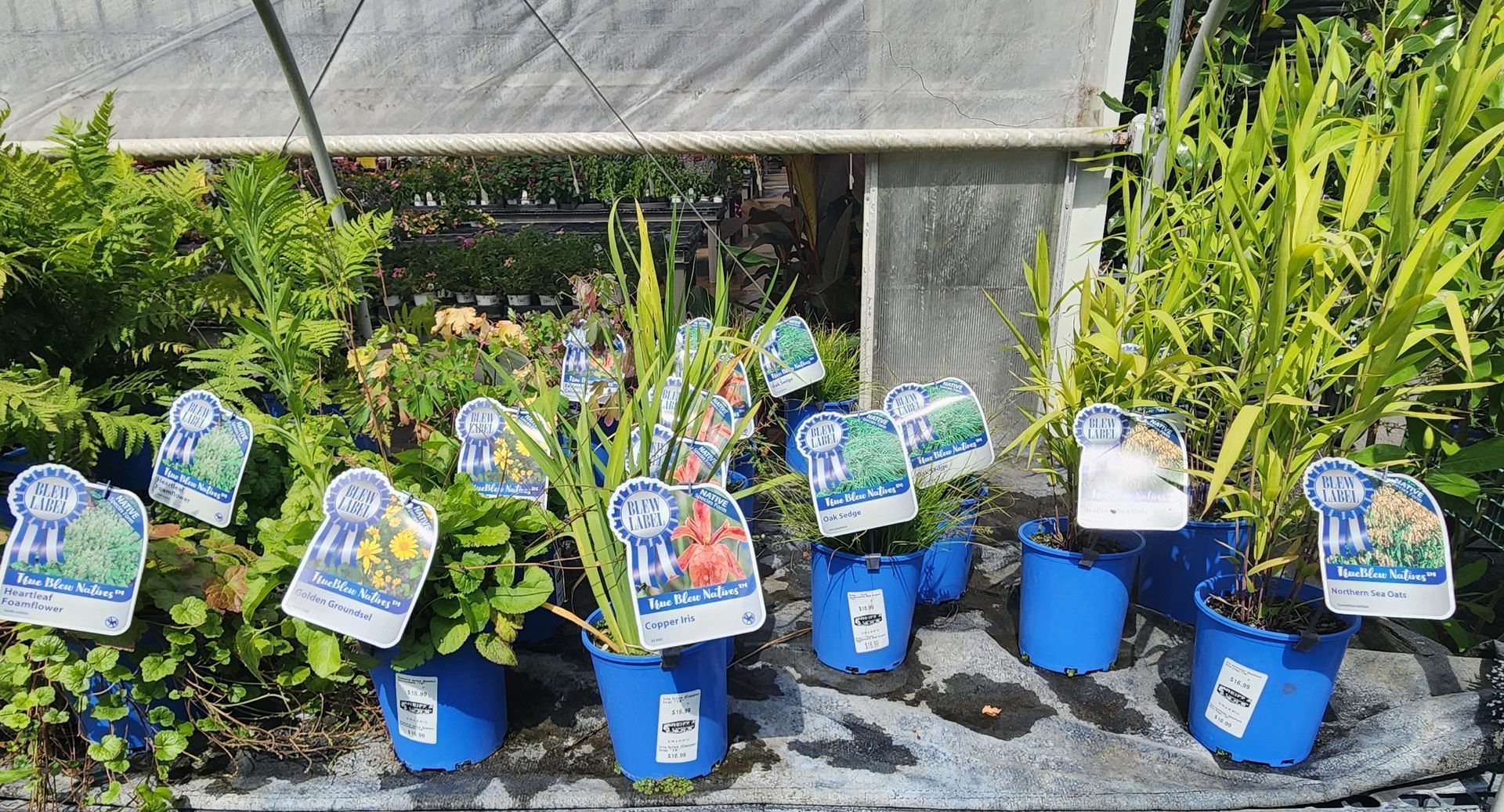 Rows of potted plants with blue tags in front of a greenhouse, showing green foliage and mixed blooms.