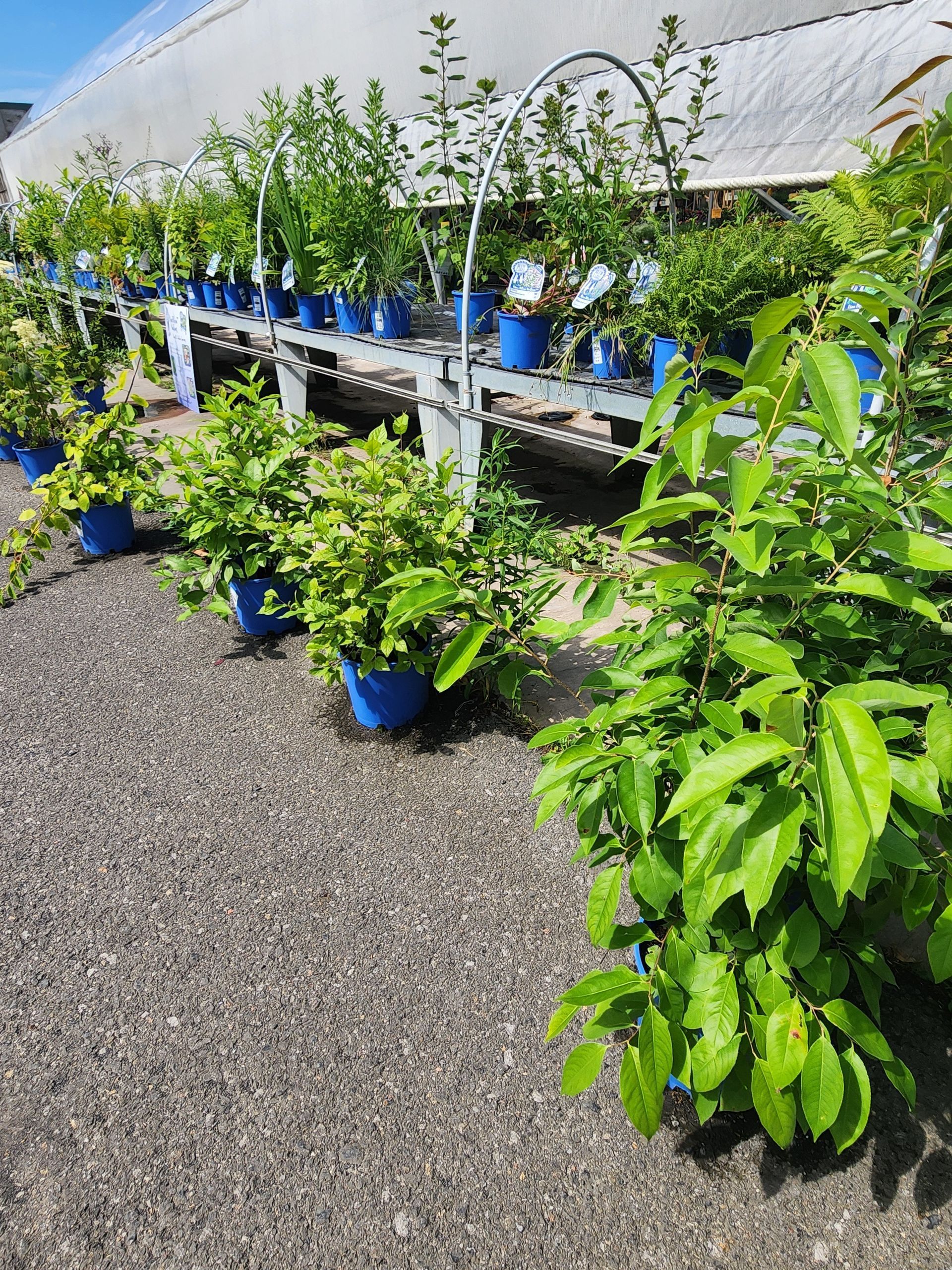 Rows of potted green plants in blue containers on outdoor display tables