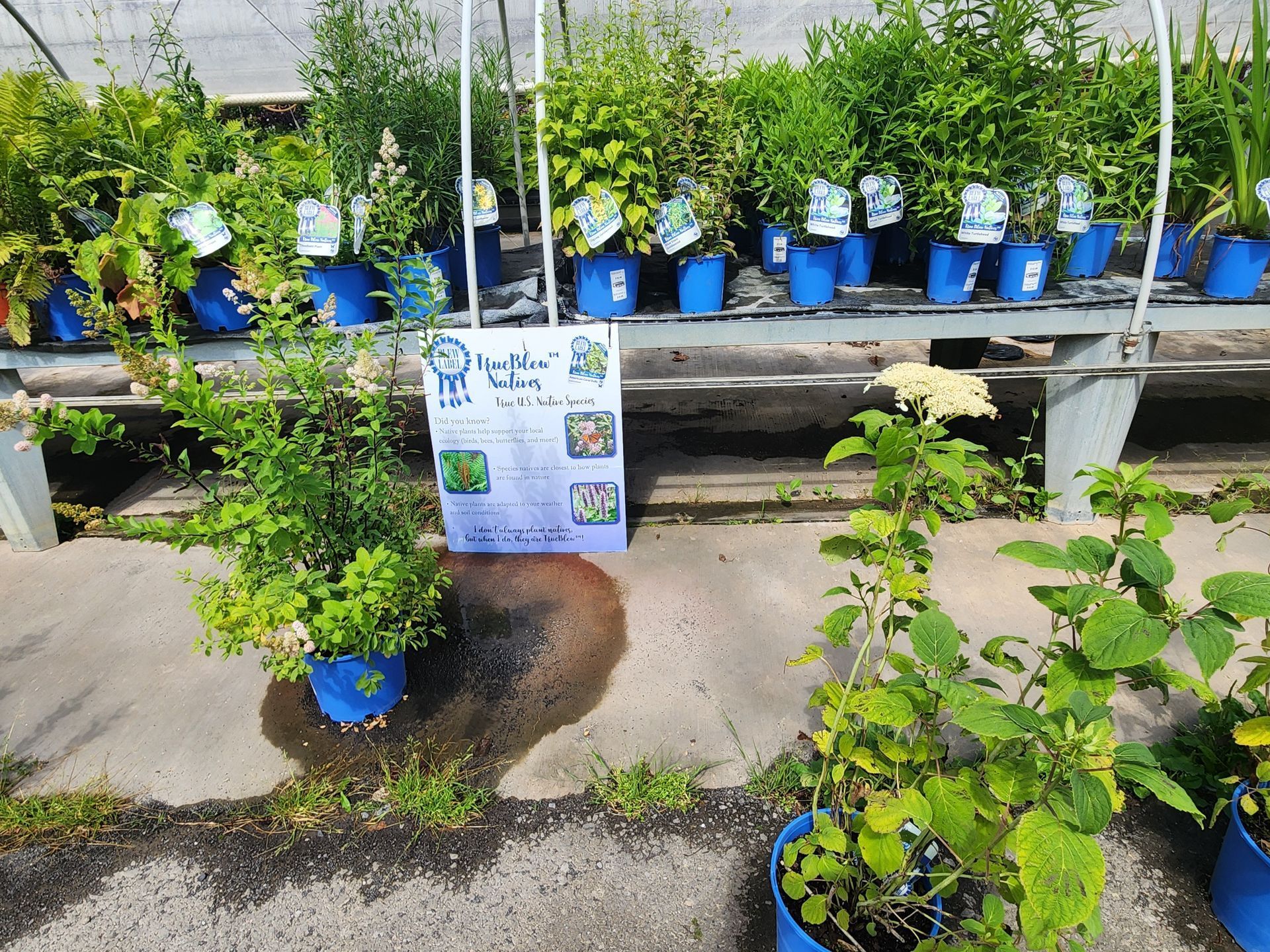 Potted shrubs in blue buckets on display at a plant nursery with a price sign