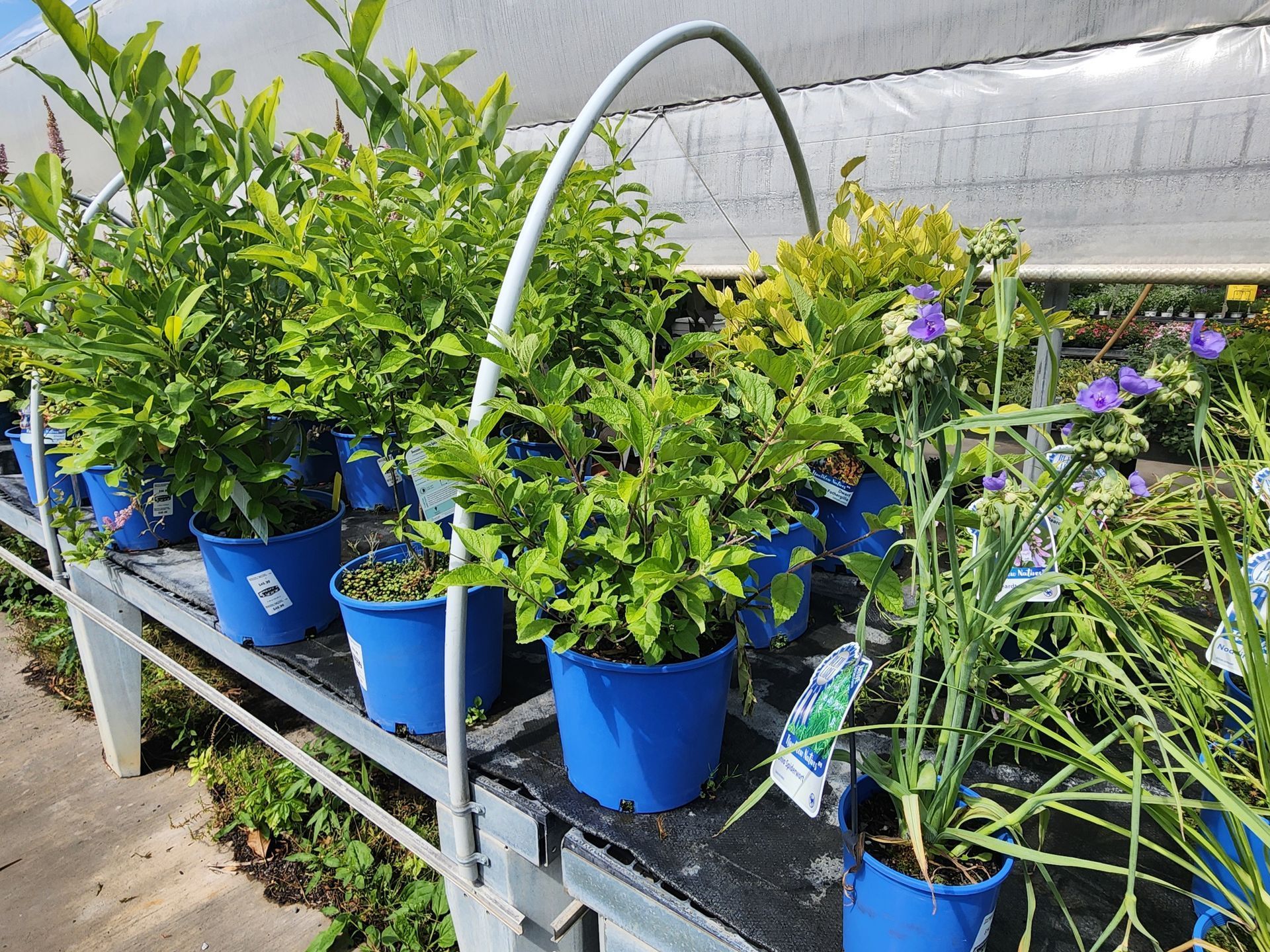 Potted green plants in blue buckets on a greenhouse bench under a white cover