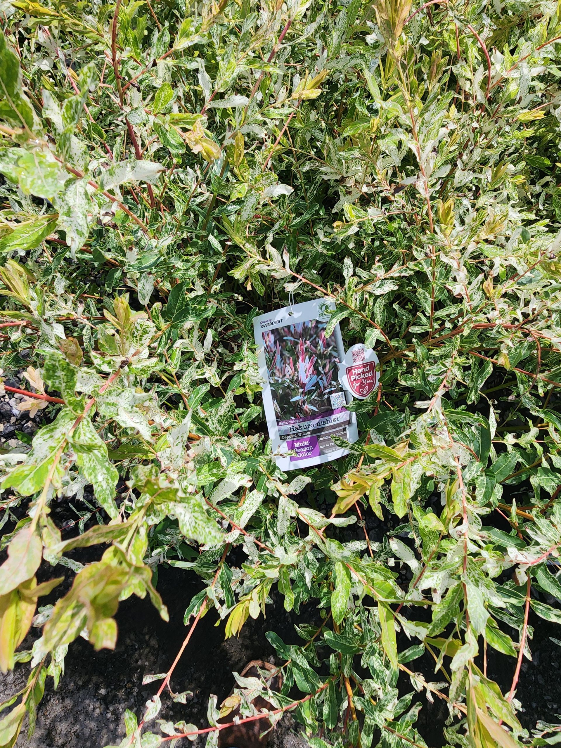 A magazine lying in dense green foliage outdoors.