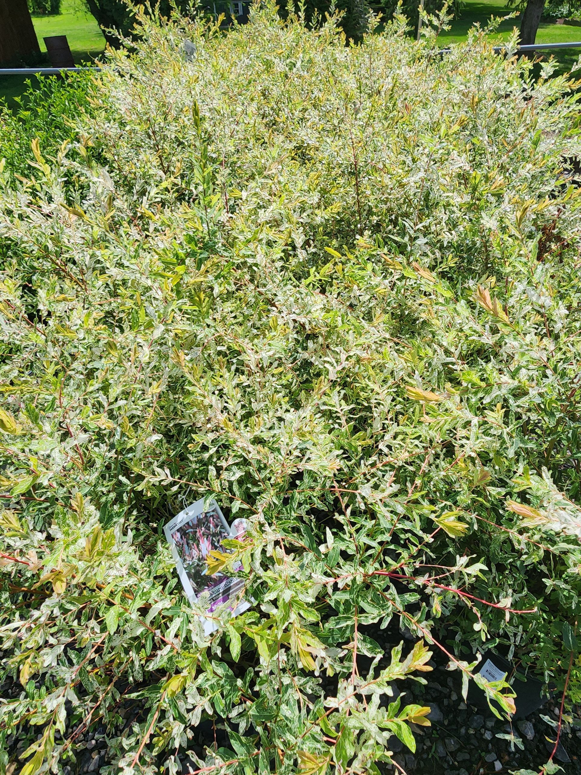 Dense green shrub with a small purple-and-white sign partially hidden near the bottom center