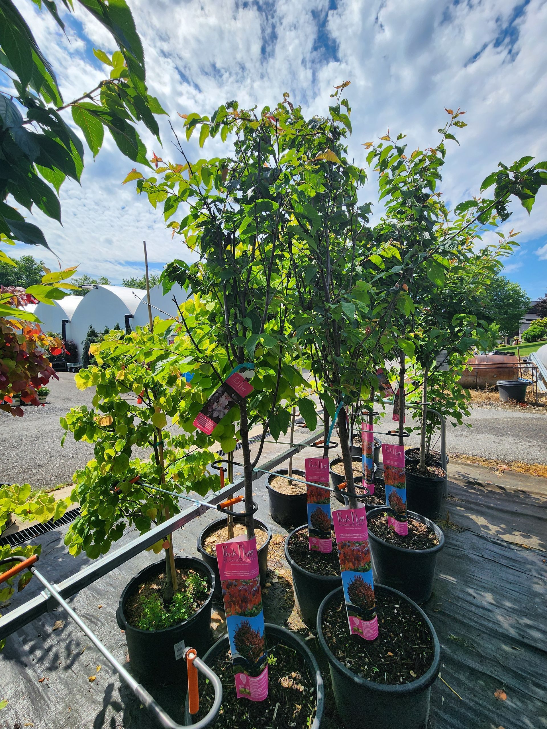Potted fruit trees with pink tags in a nursery garden under a partly cloudy sky