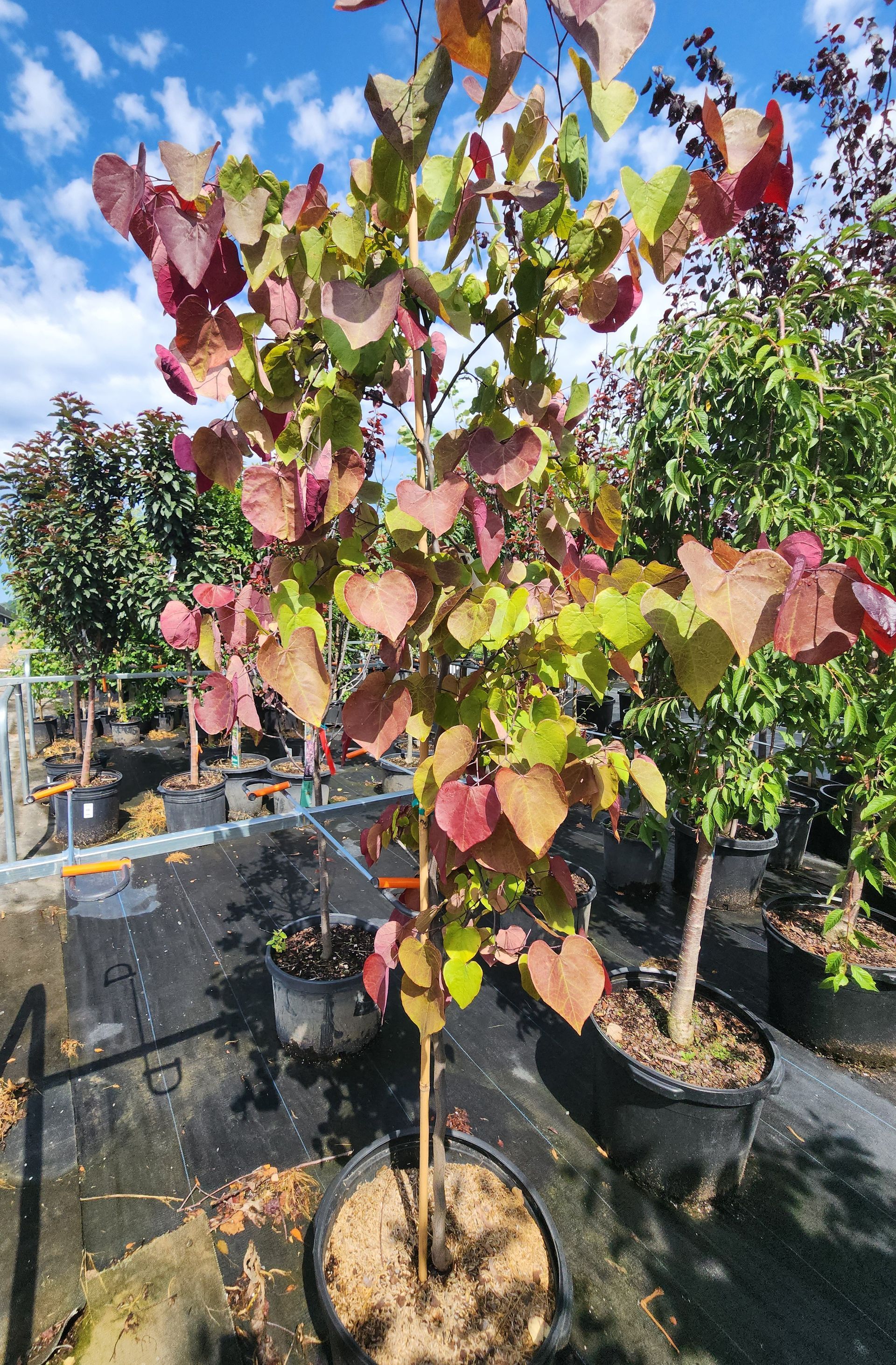 Young potted tree with red-green leaves in a nursery, sunlight casting shadows on the ground.