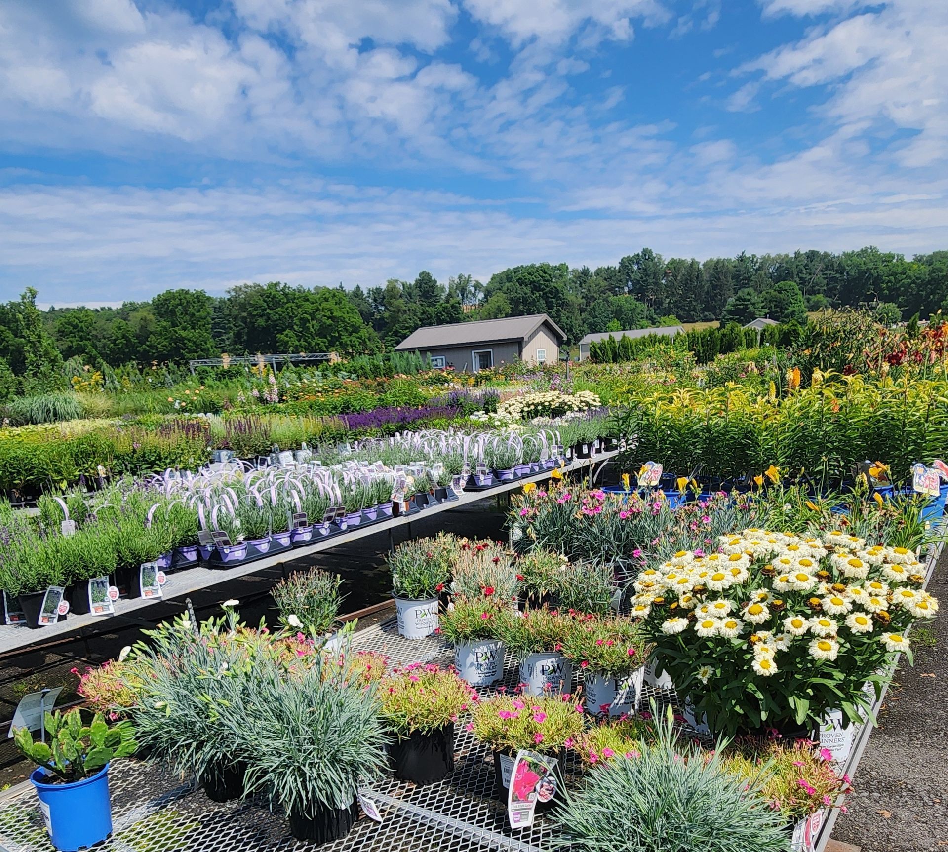 Colorful flowers and potted plants at an outdoor garden nursery under a blue sky