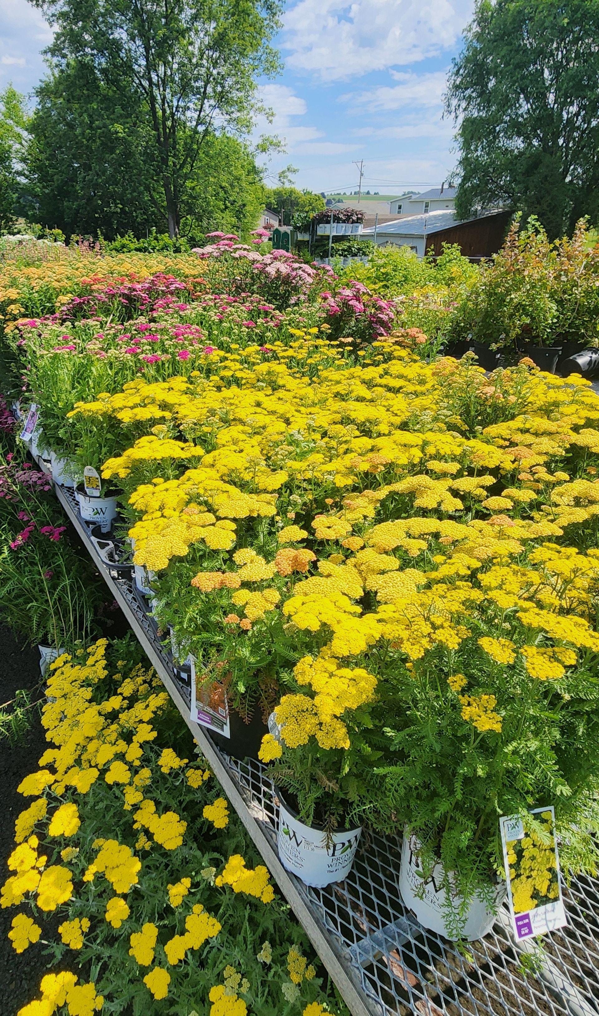 Rows of potted yellow and pink flowers in a sunny outdoor garden center