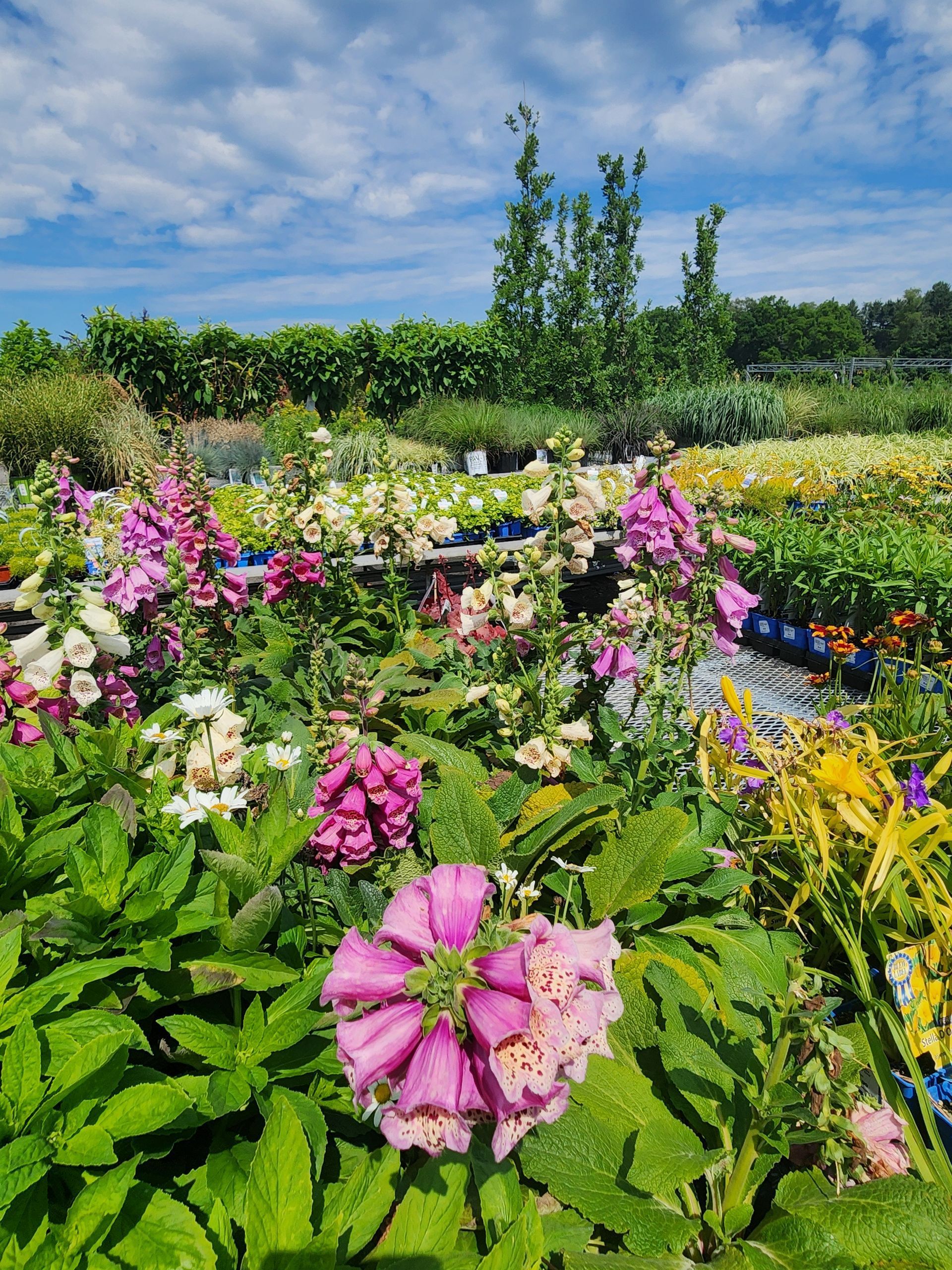 Pink wildflowers in a sunny garden with green foliage and a blue sky
