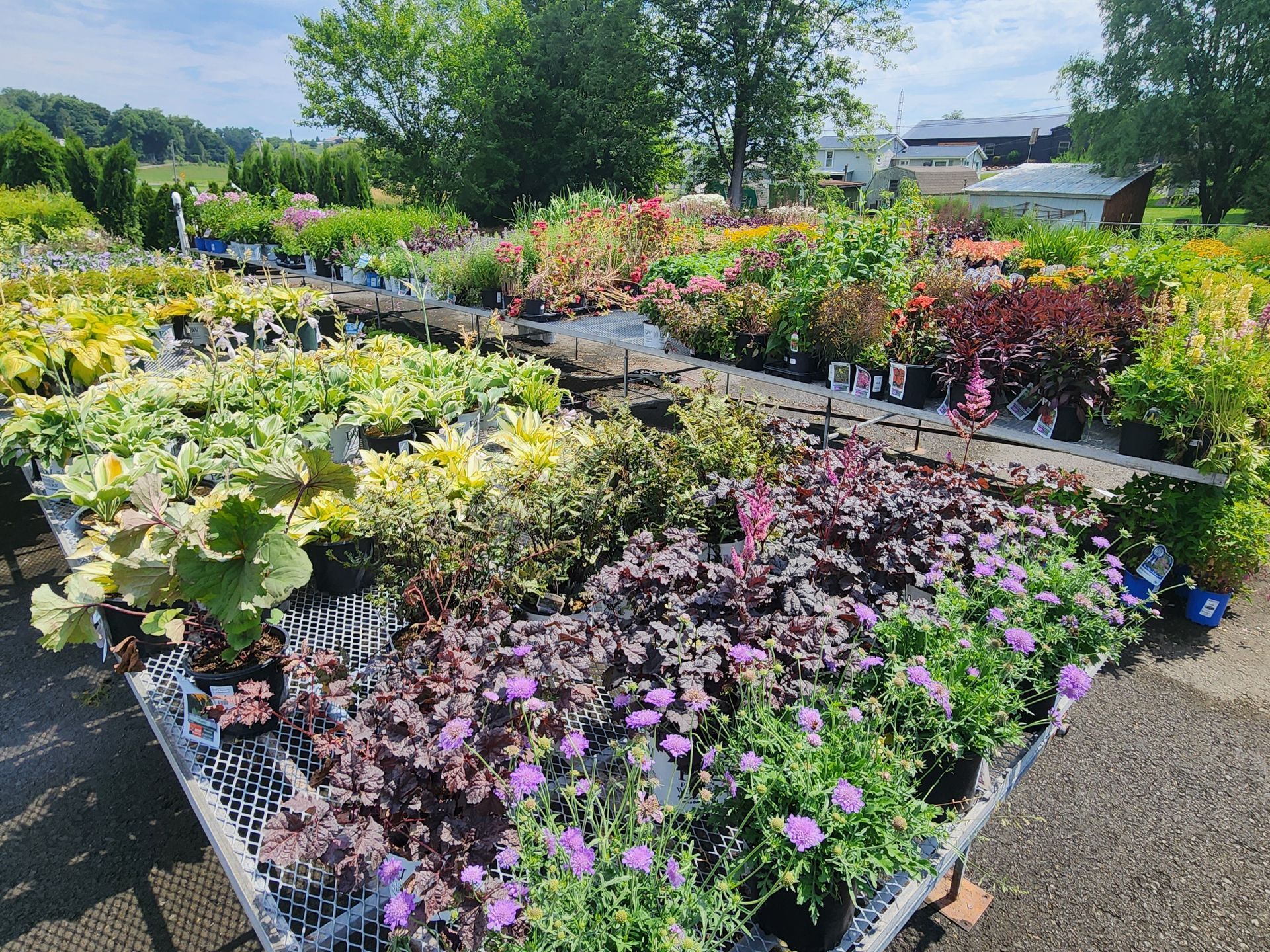 Rows of colorful potted flowers and plants in an outdoor nursery under bright sunlight.