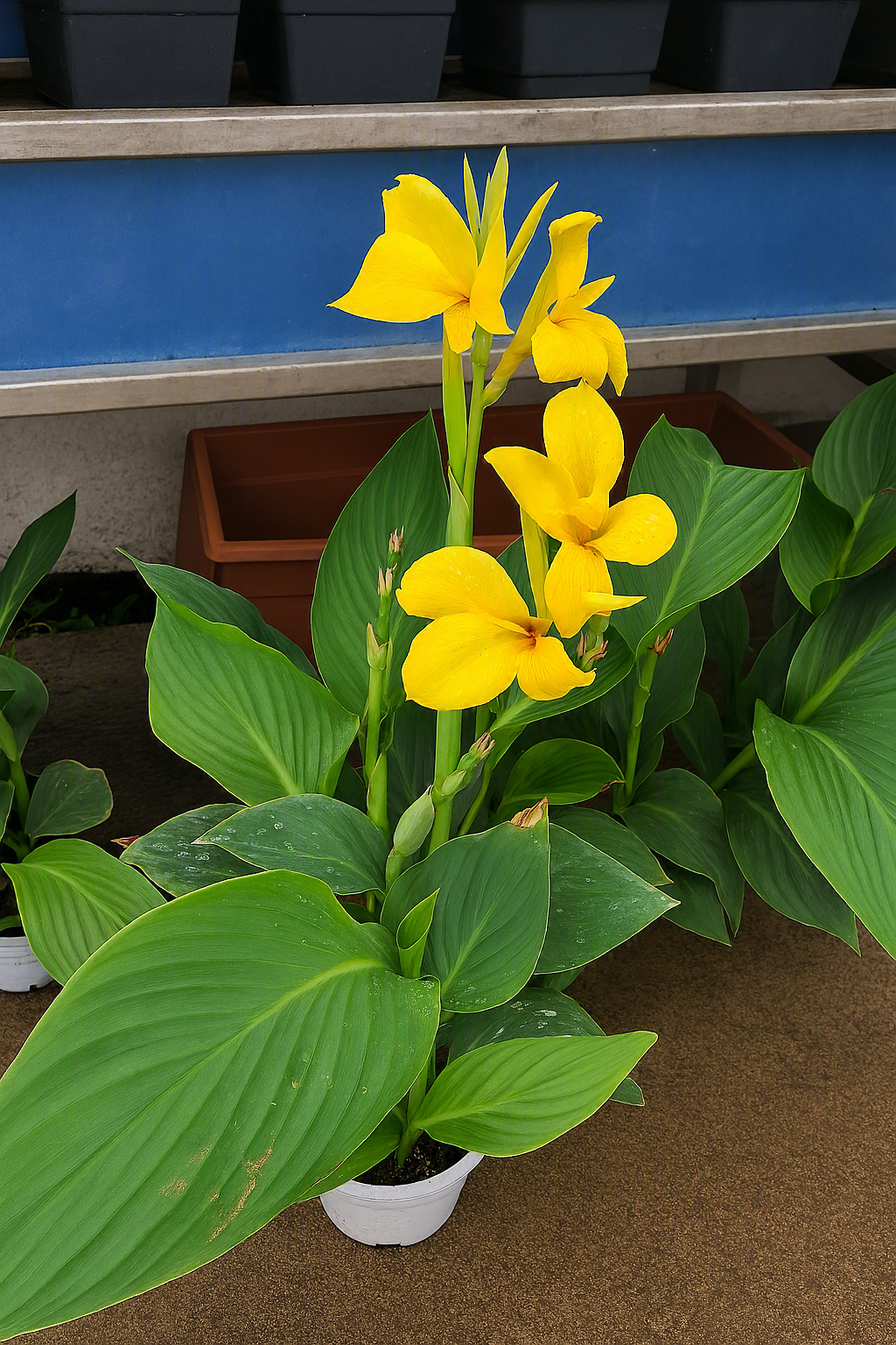 Yellow flowering plant in a white pot with broad green leaves on a porch or patio