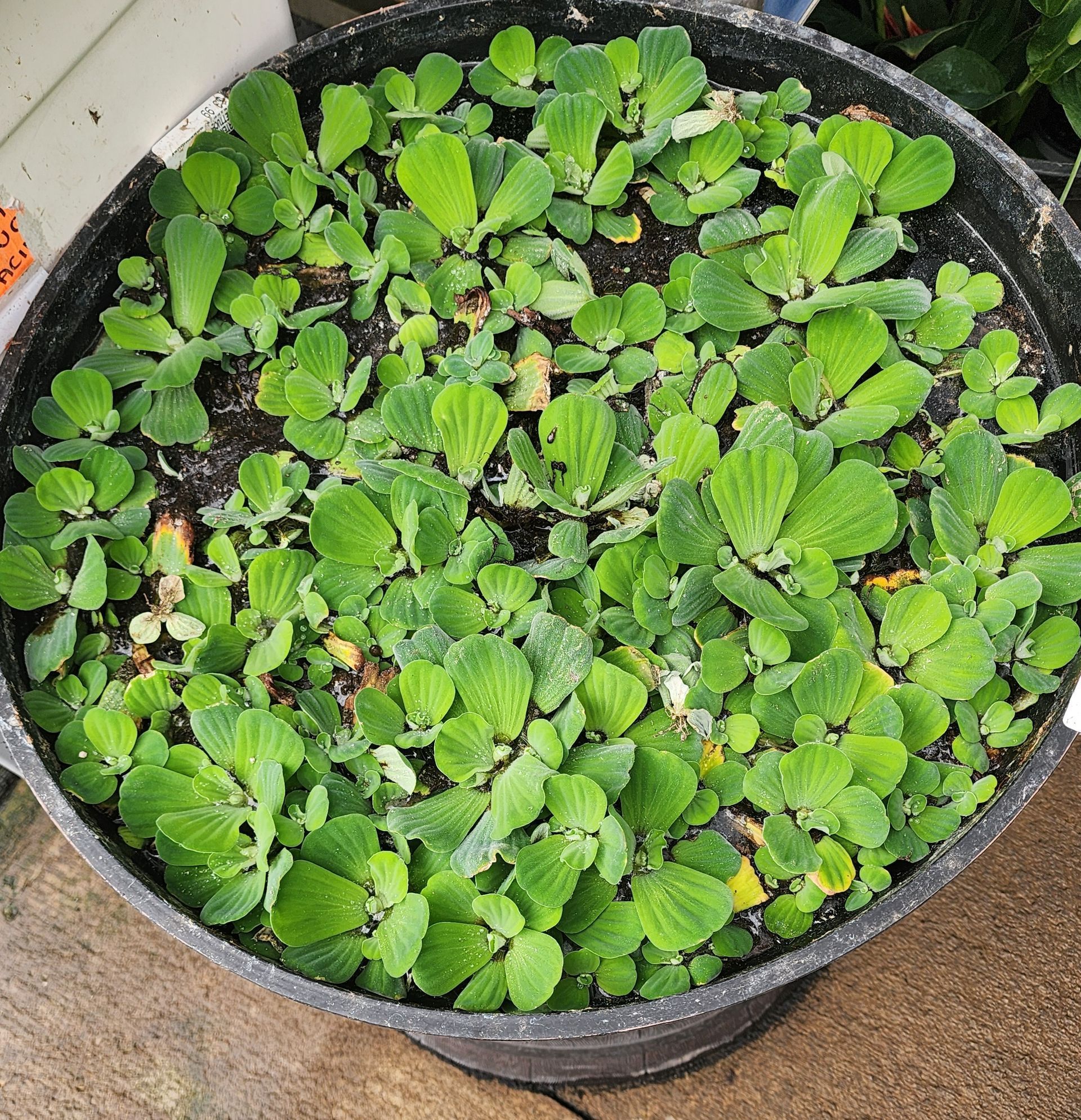 Potted green leafy plant in a black container outdoors on a concrete surface