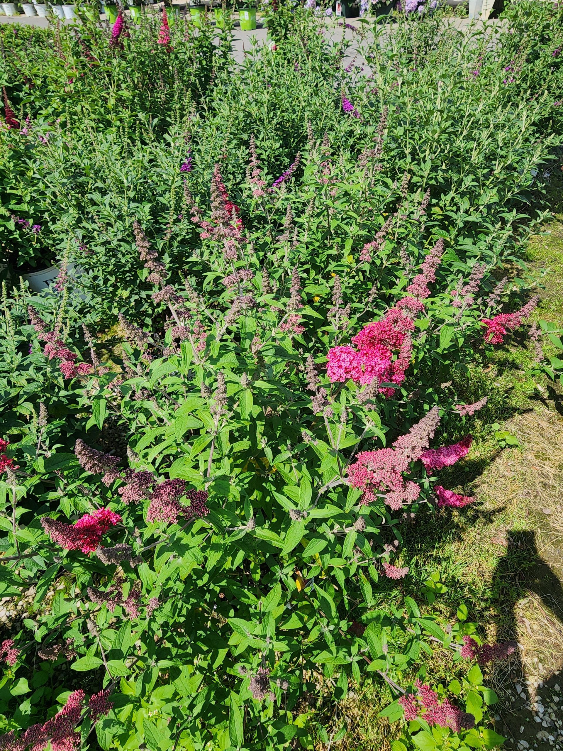 Pink flowering shrubs in a sunny garden with green foliage and grass.