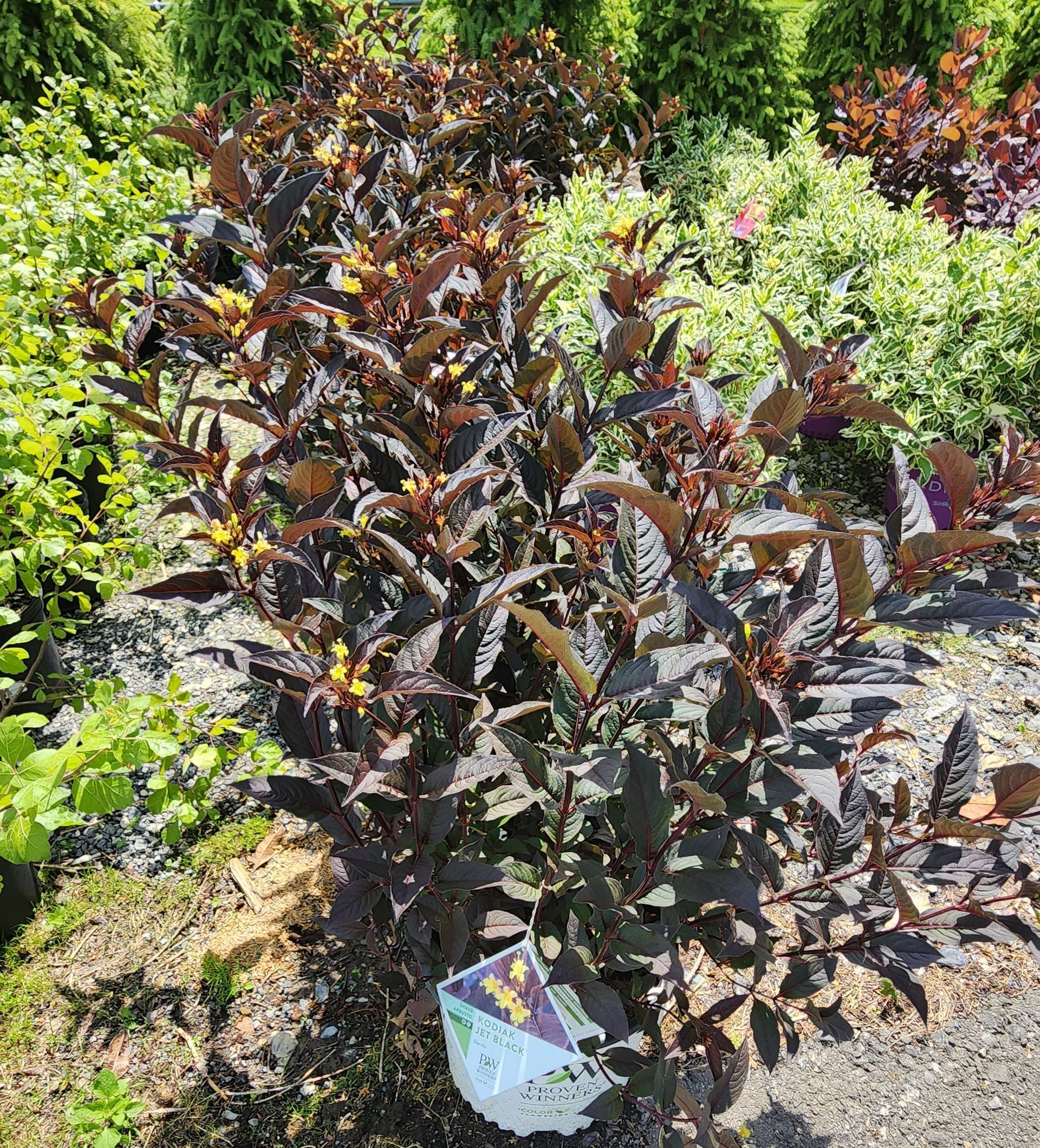 Dark purple ornamental shrubs in a sunny garden bed, with green and red plants in the background