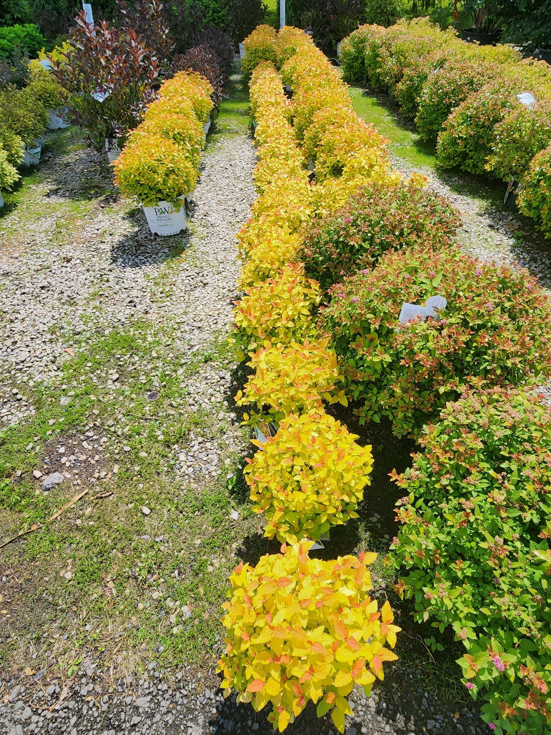 Rows of yellow-green shrubs in a nursery or garden, with gravel paths between them.
