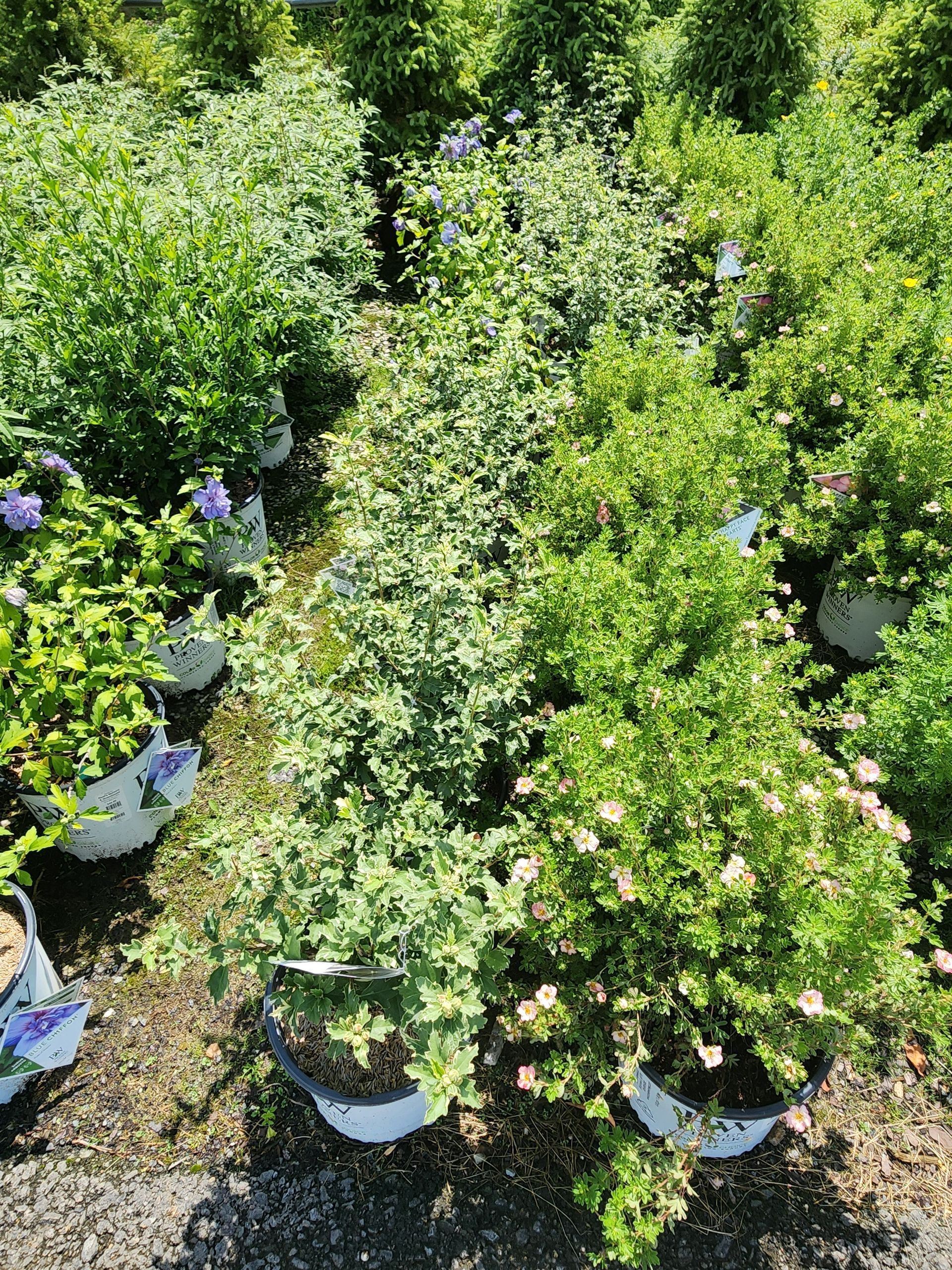 Potted green shrubs and flowering plants arranged outdoors in a nursery