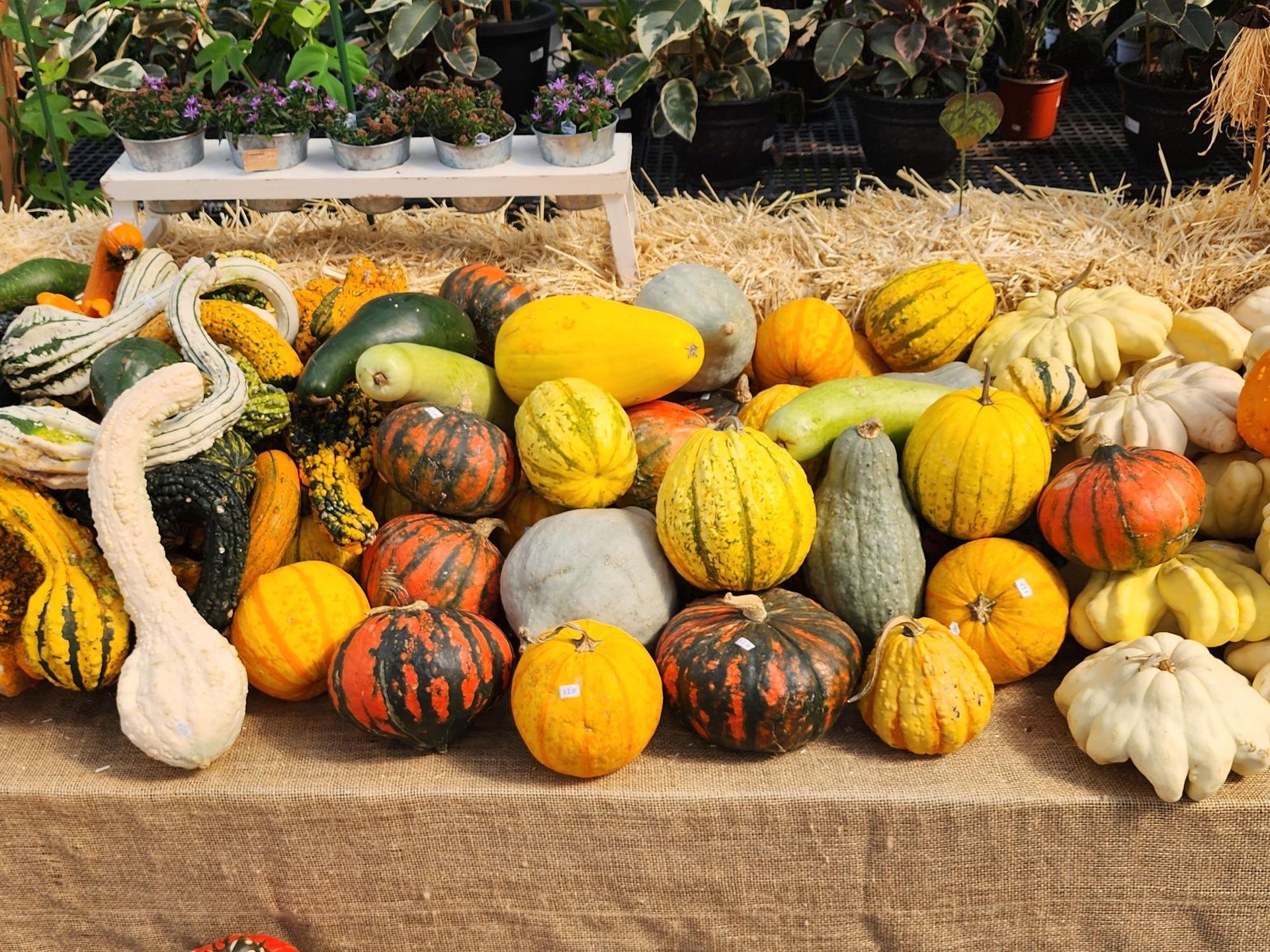 Assorted colorful gourds and pumpkins displayed on a table at an outdoor market