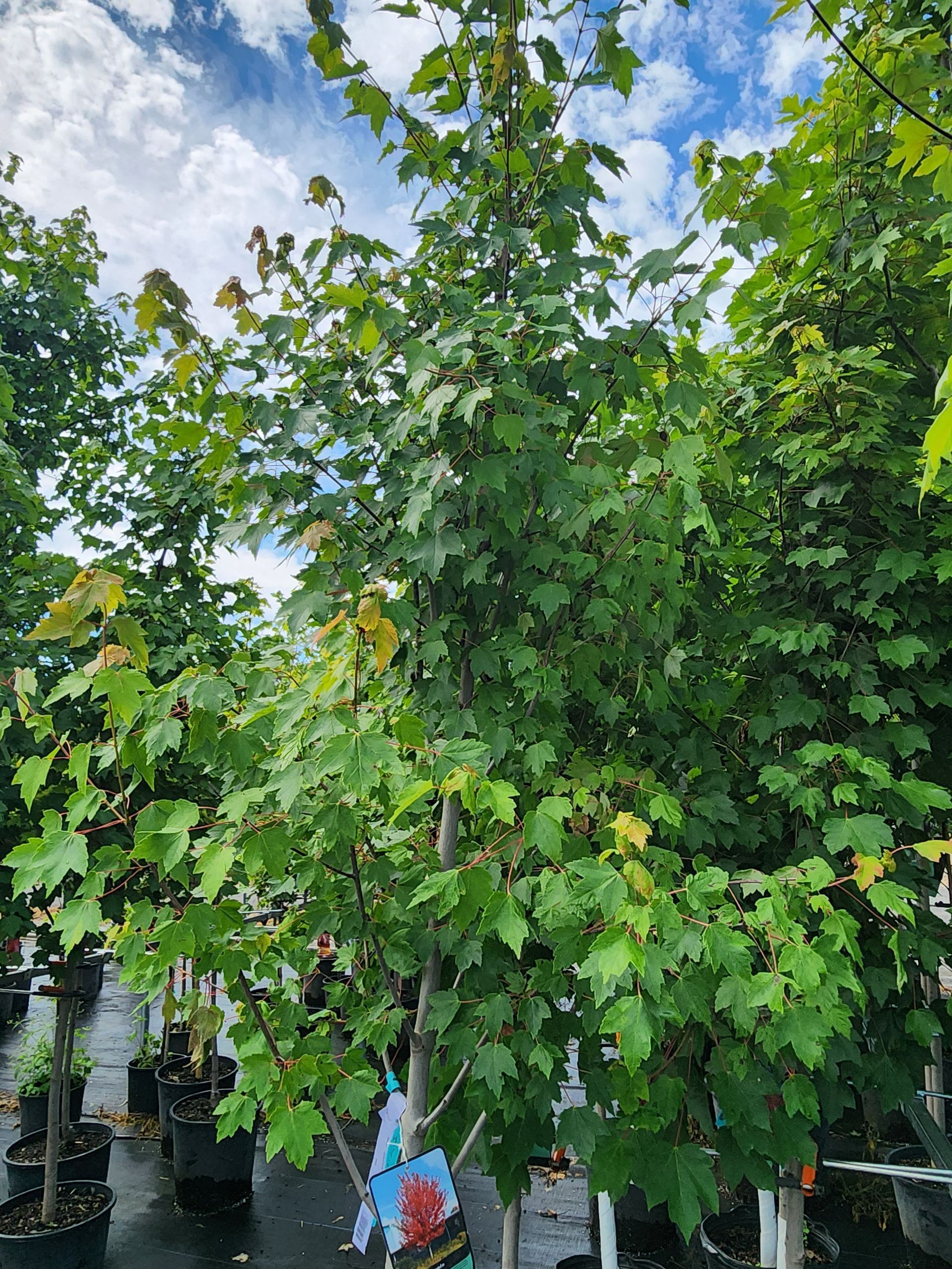 A leafy green tree in a nursery against a partly cloudy blue sky.