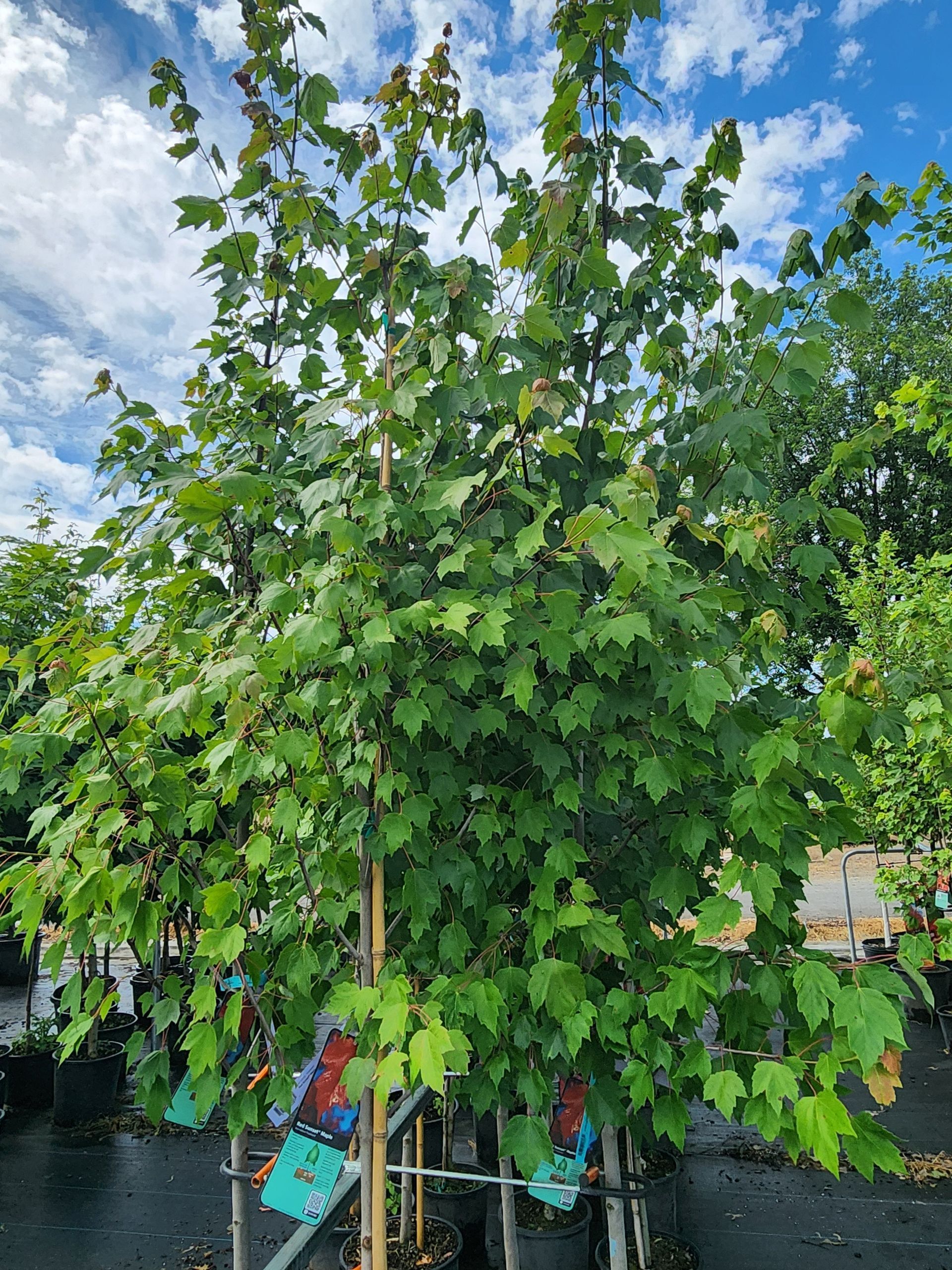 Leafy tree with green leaves and colorful tags against a partly cloudy sky