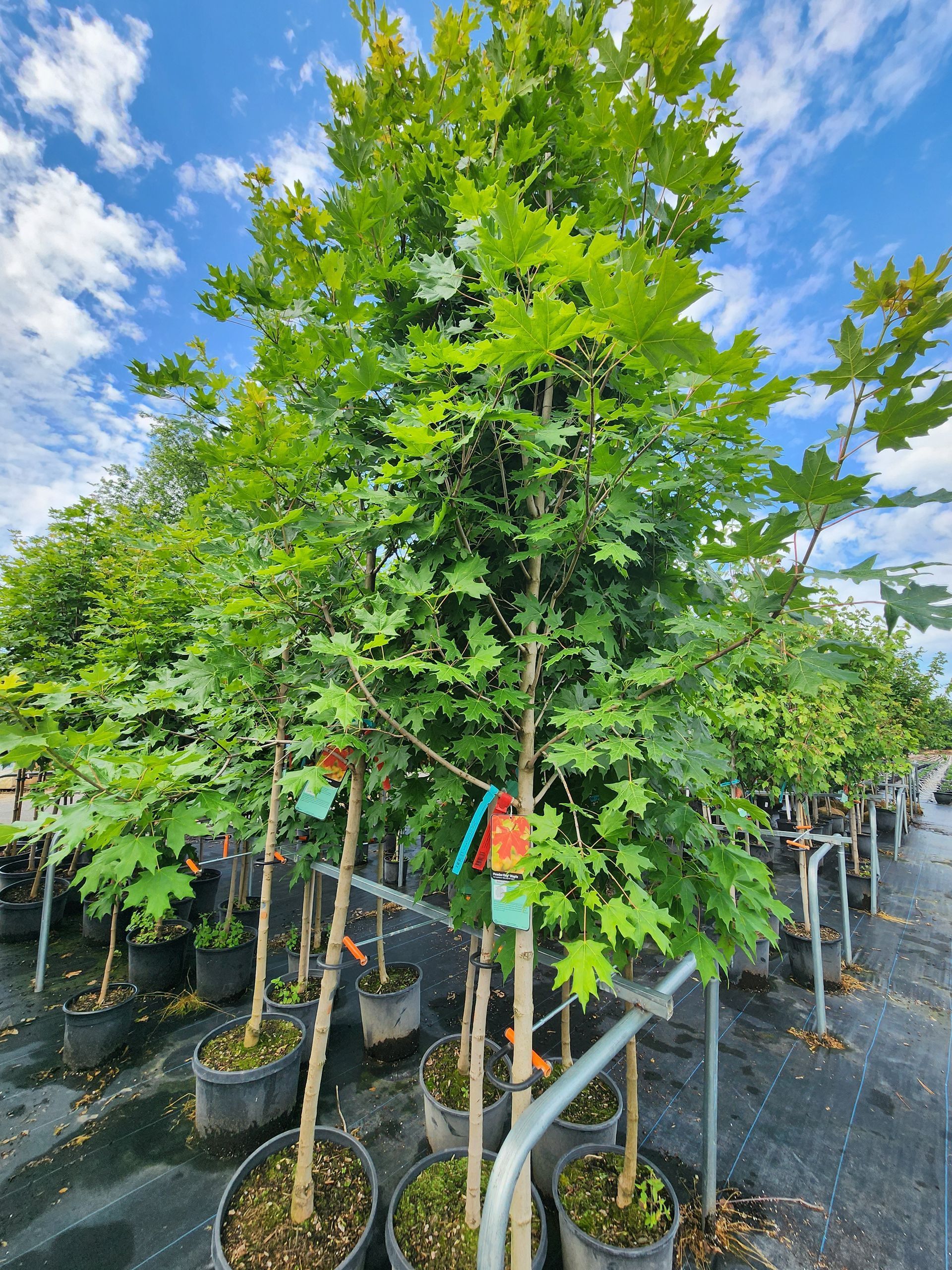 Rows of young leafy trees in black nursery pots under a bright blue sky