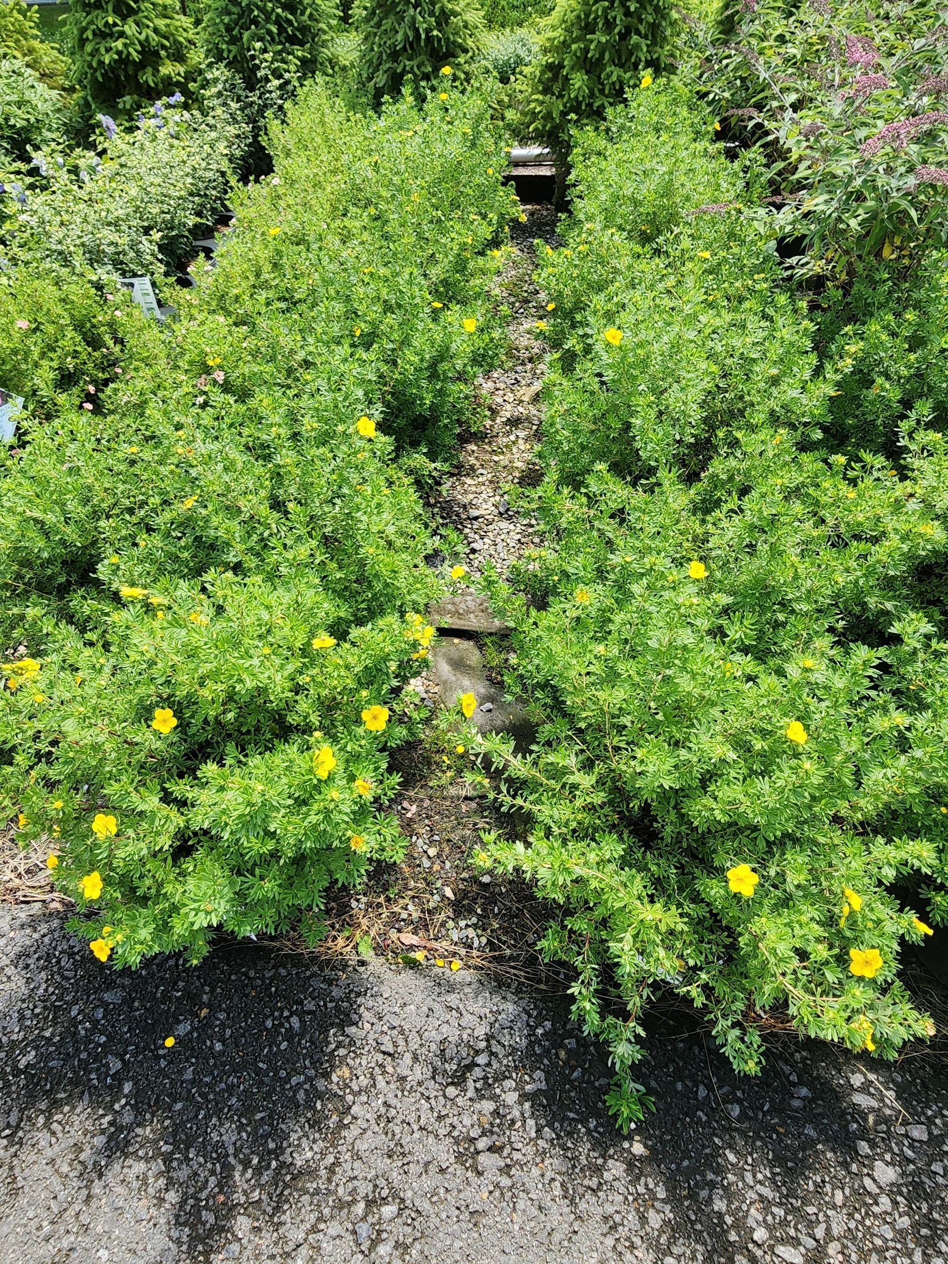 Yellow-flowering green shrubs lining a gravel path in bright sunlight