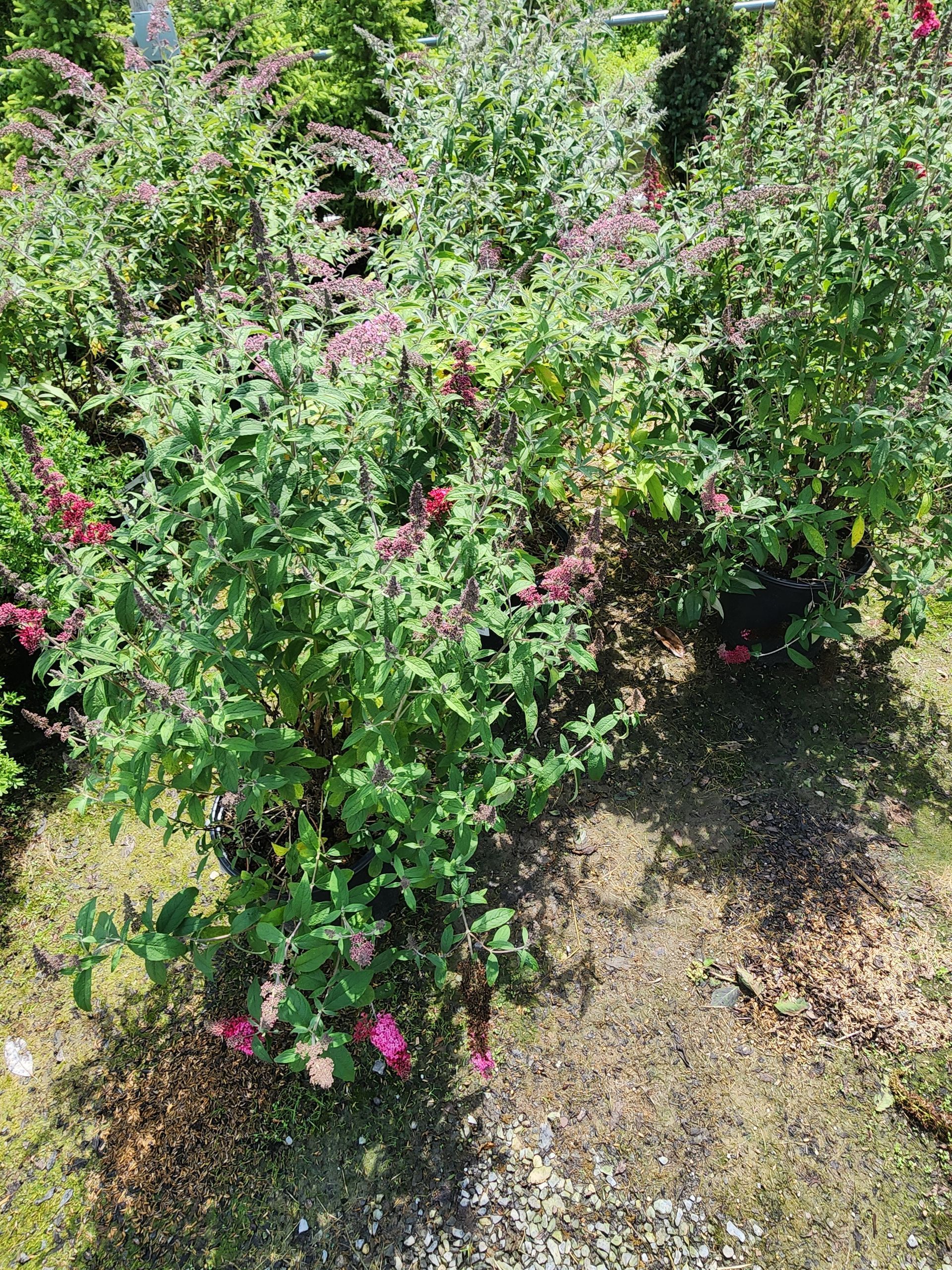 Green flowering shrub with pink blossoms beside a dirt path outdoors