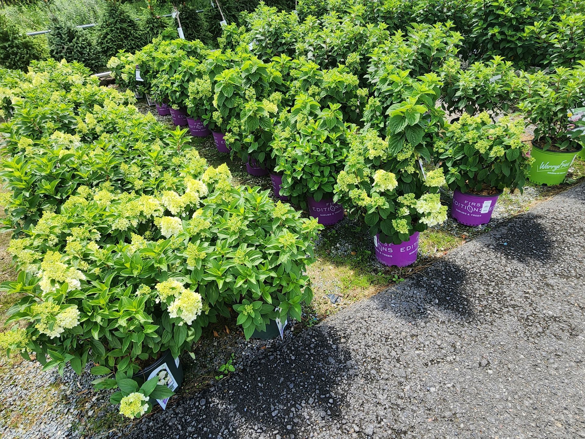 Rows of potted green shrubs with purple labels beside a gravel path