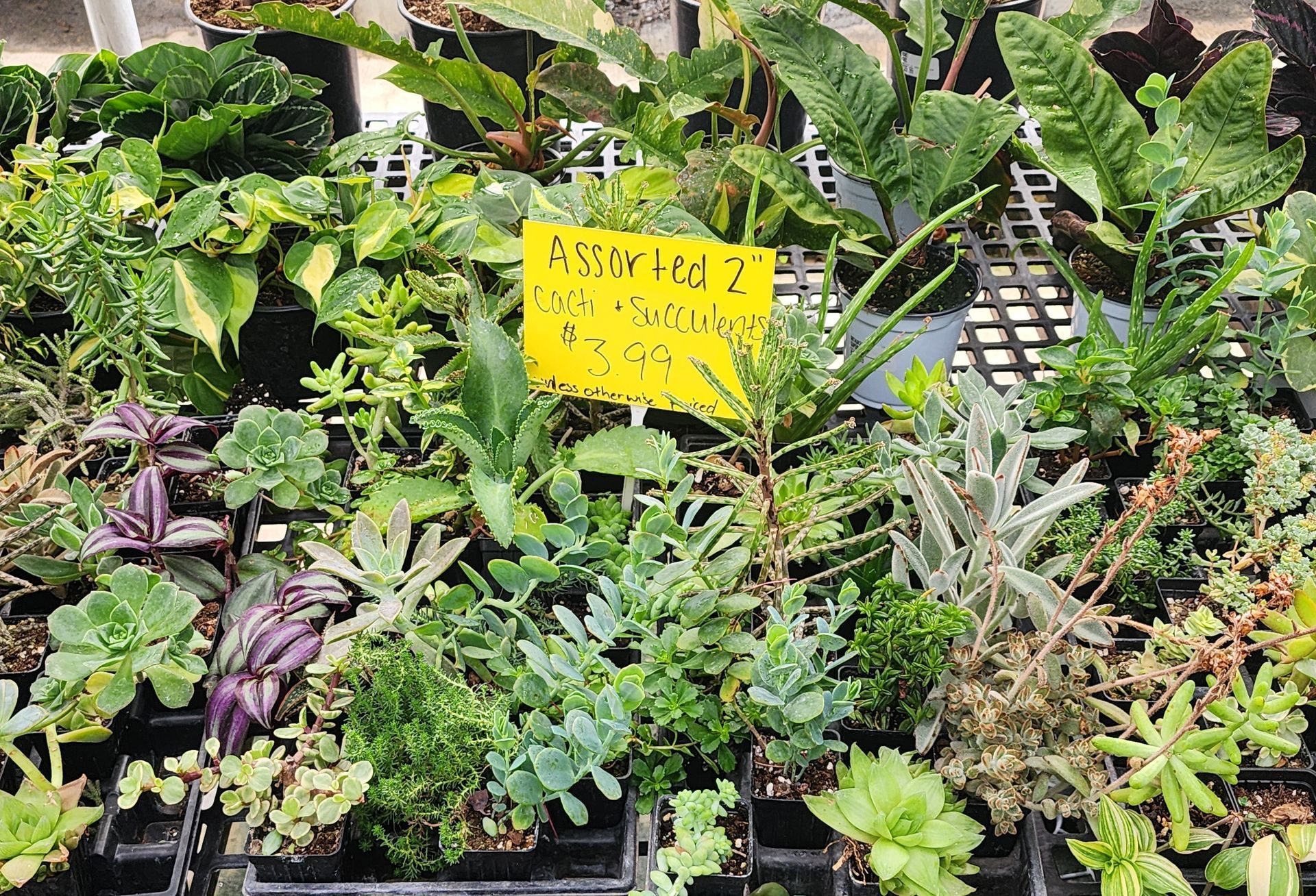 Potted assorted succulents and leafy plants with a yellow handwritten sale sign in a nursery