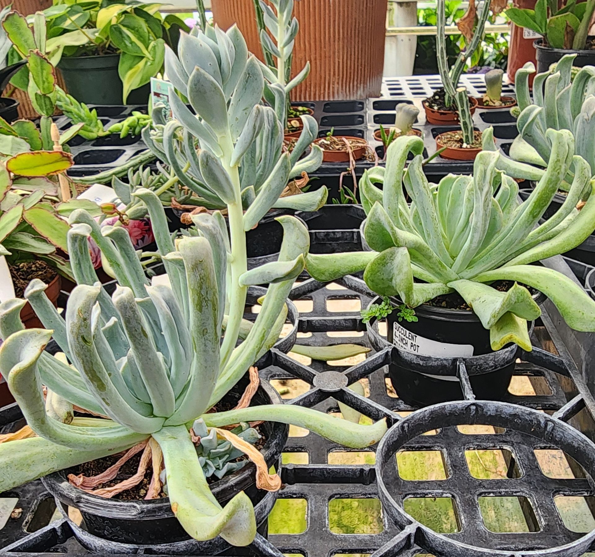 Potted succulents with fuzzy gray-green leaves arranged on a garden bench