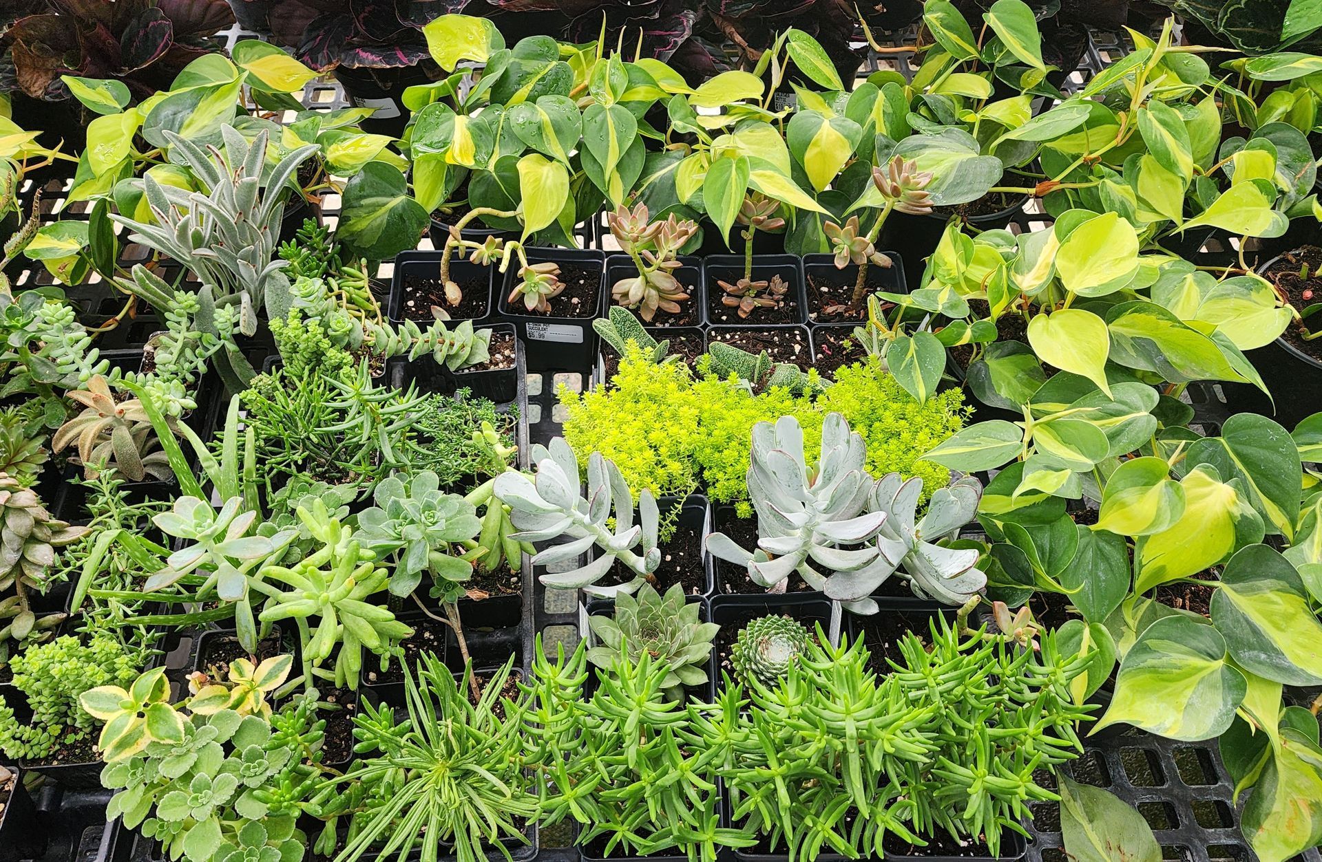 Assorted green and silver succulent plants in black nursery pots on a garden bench