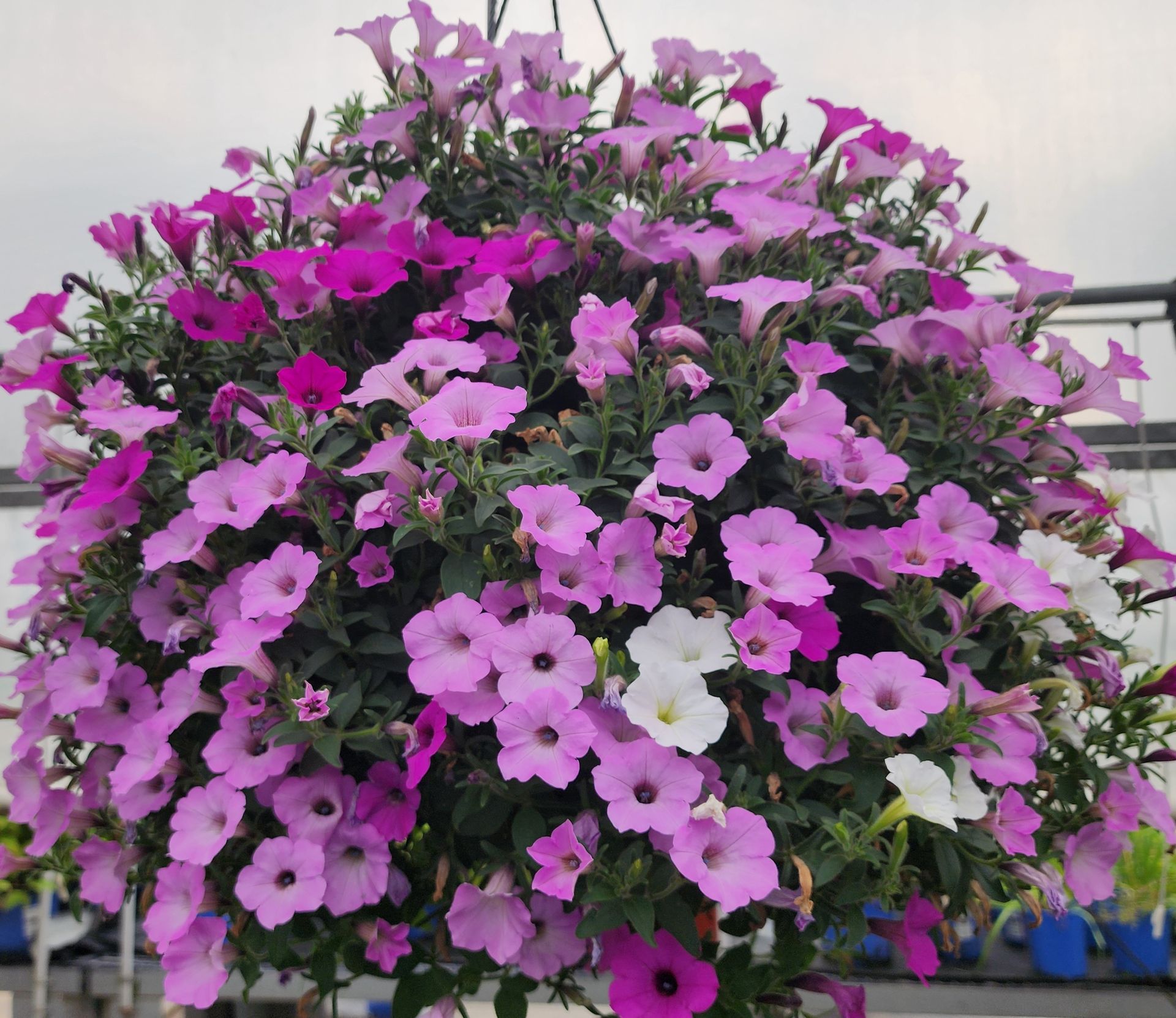 Large blooming hanging basket of pink, purple, and magenta flowers outdoors