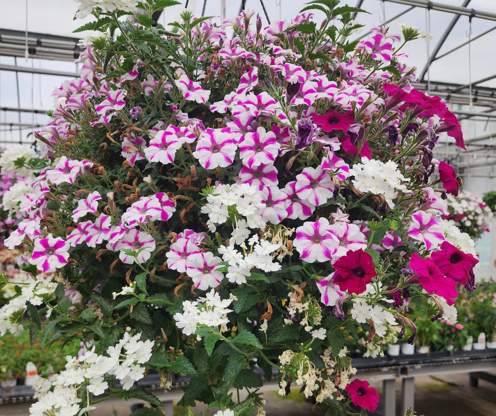 Colorful hanging basket overflowing with pink, white, and magenta petunias in a greenhouse
