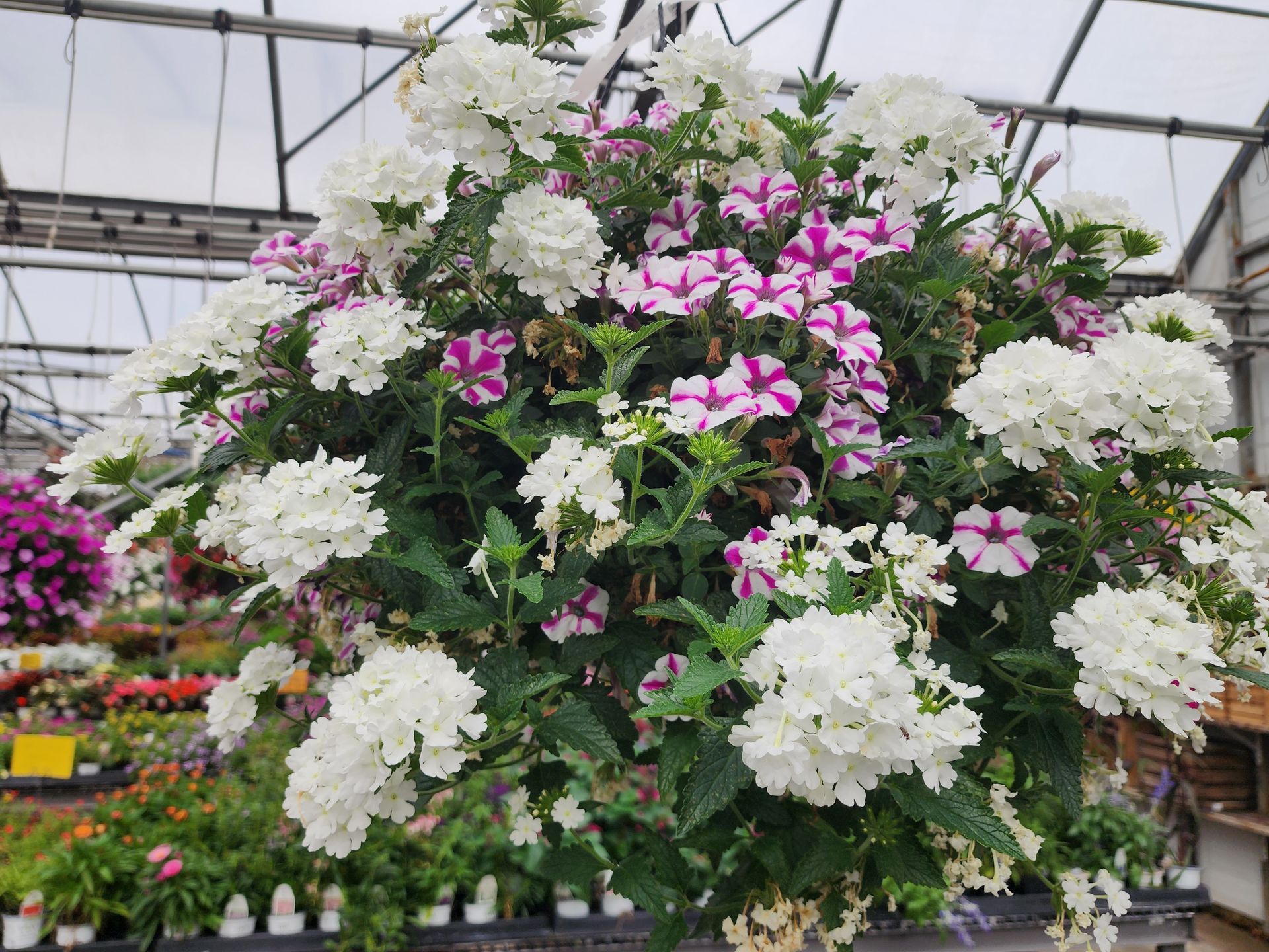Large hanging display of white and pink flowers in a greenhouse