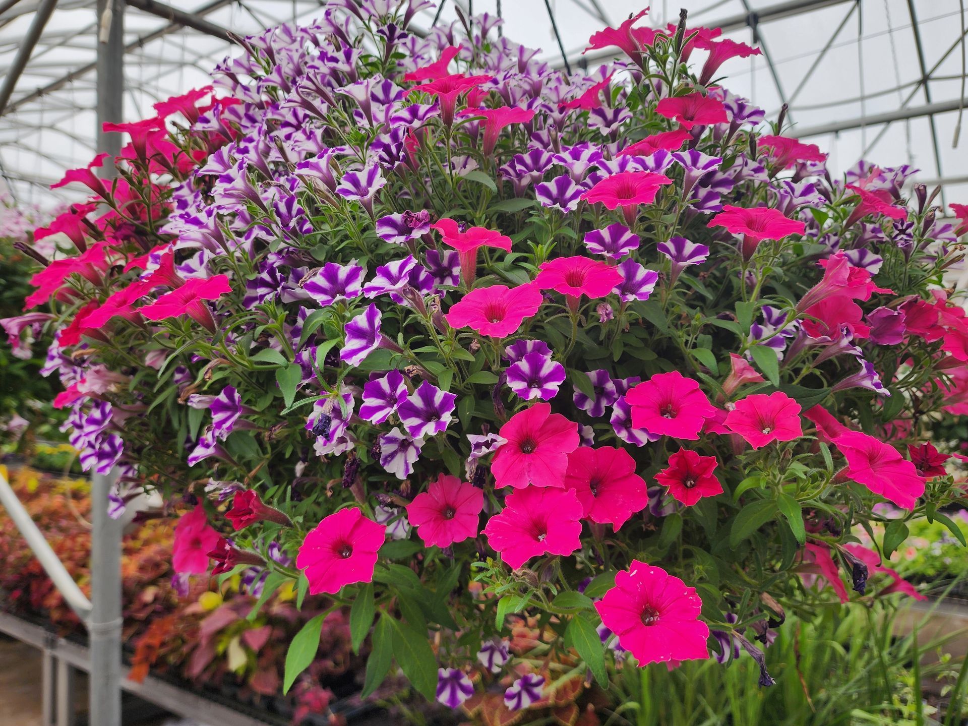 Bright pink and purple petunias in a hanging basket inside a greenhouse