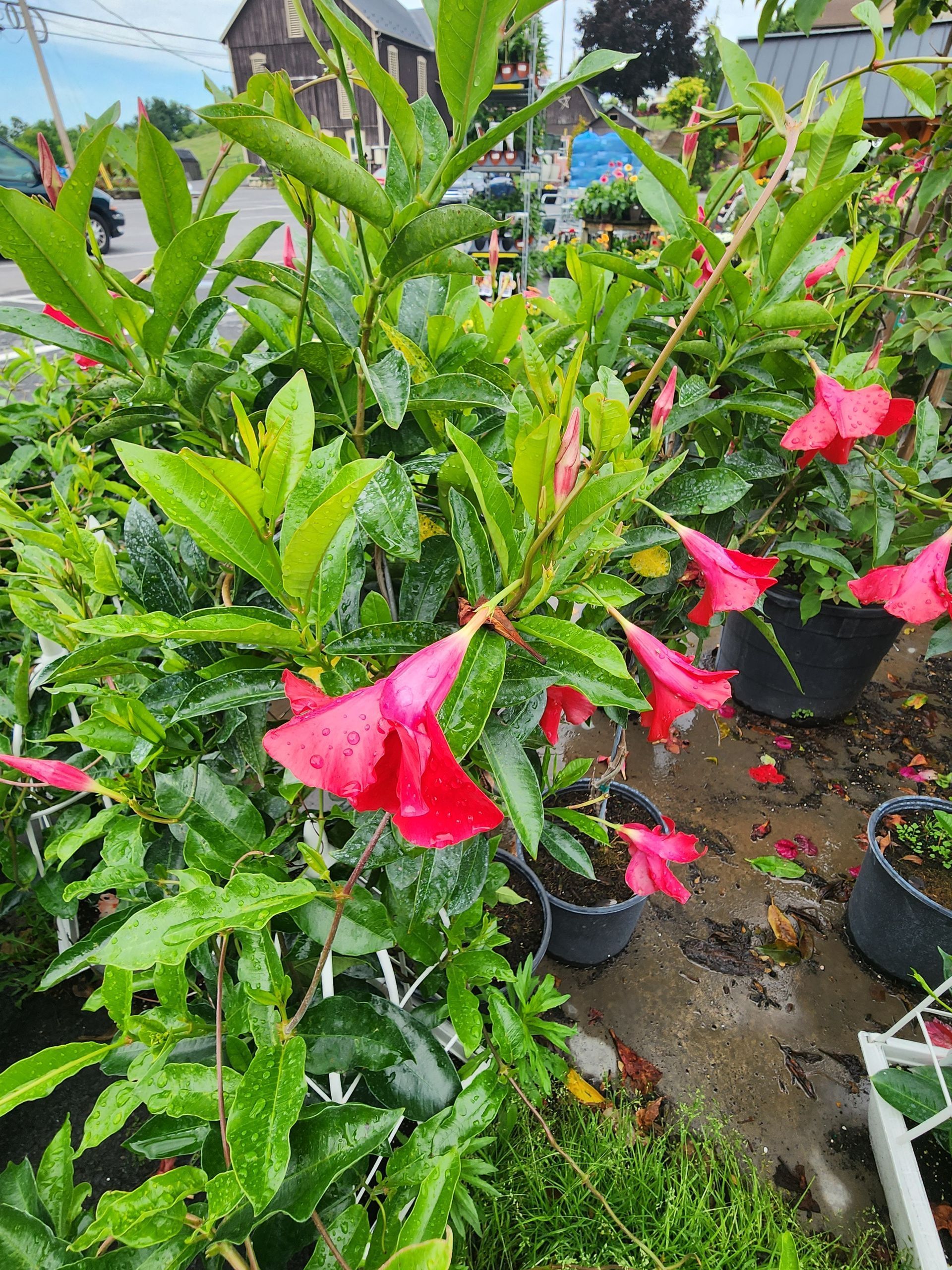Pink hibiscus flowers blooming in a green nursery garden among potted plants