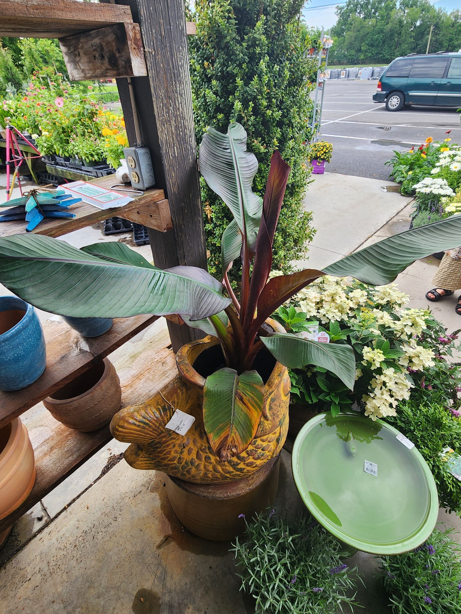 Potted tropical plant with large green leaves on a shop porch beside pottery and a street view