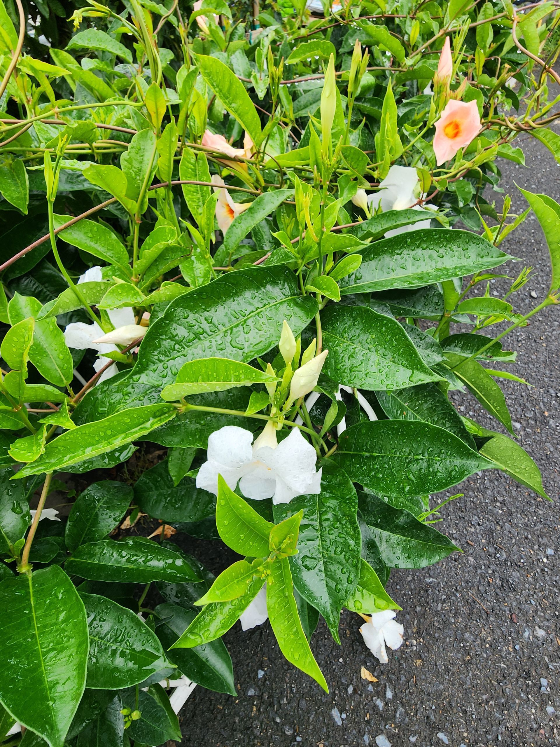 Flowering green shrub with white and peach blossoms in a garden bed
