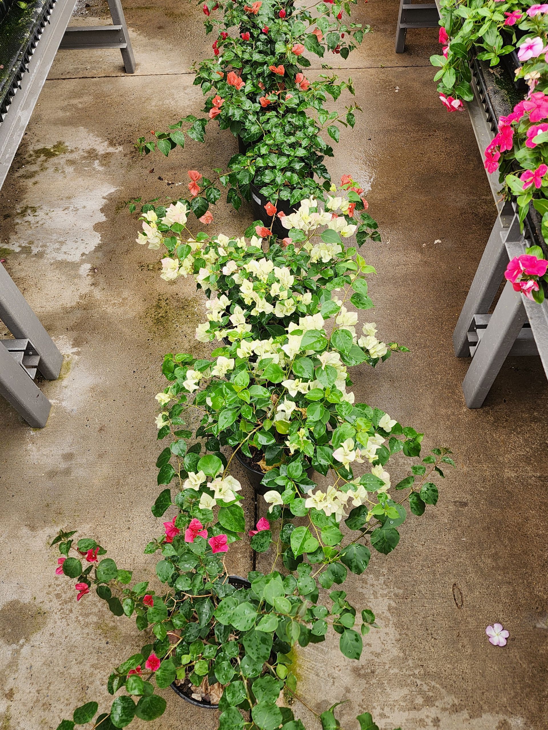 Garden path lined with red and white flowering plants on both sides