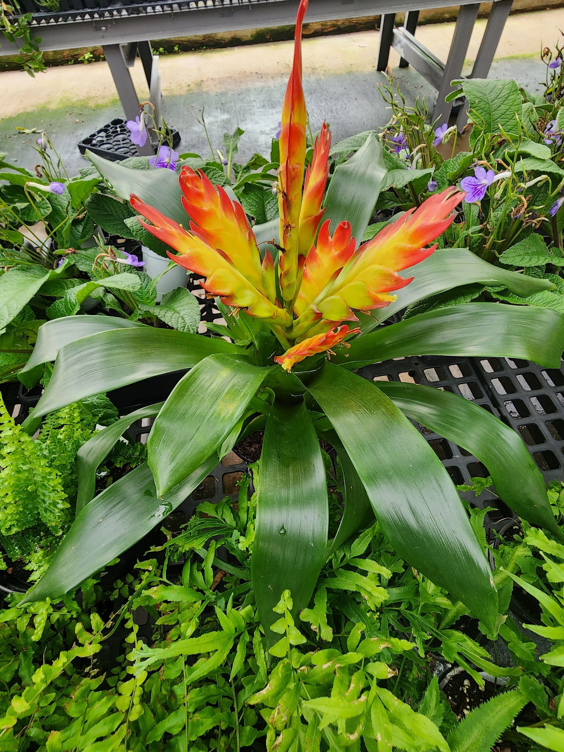 Colorful bromeliad with red and orange flowers in a garden bed, surrounded by green foliage