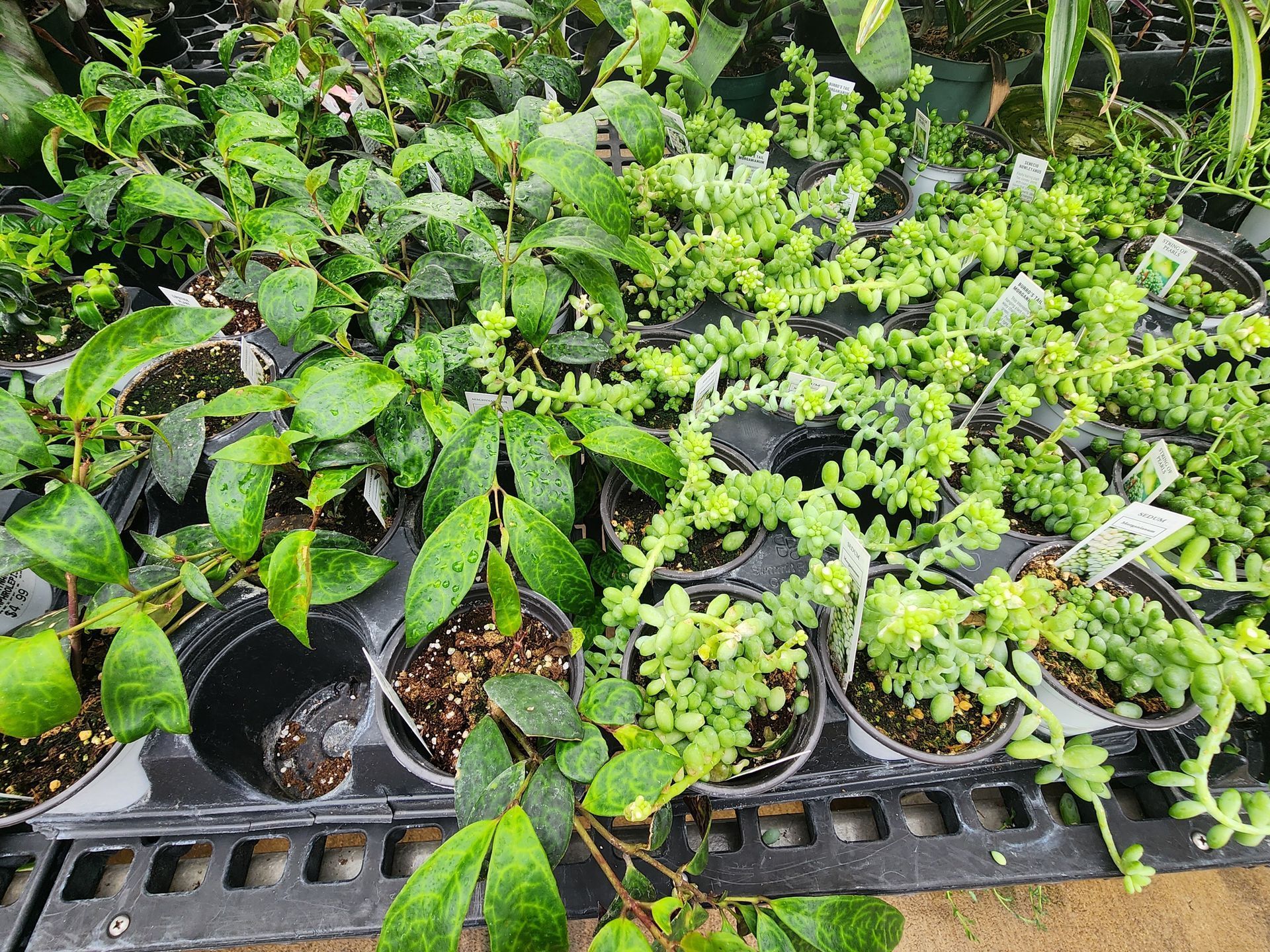 Potted green seedlings and leafy plants arranged on a black plastic nursery tray outdoors